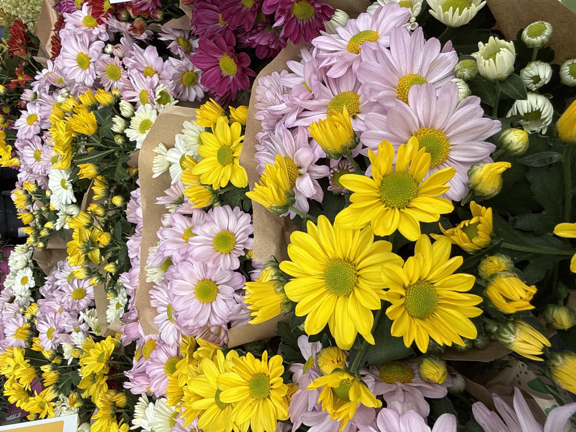 This image shows a close-up, overhead view of a large, vibrant bouquet of chrysanthemums, likely displayed for sale. The flowers are a mix of bright yellow and soft pink, with some white and deep magenta varieties also present. Many of the yellow flowers are fully bloomed, revealing their green centers and numerous ray florets. The pink flowers are also mostly open, some showing a slightly darker pink hue towards their centers. There are also numerous buds of varying stages of development, some tightly closed and others beginning to unfurl. The flowers are arranged in bunches, with brown paper wrapping visible around the stems of some sections. The background is dark and out of focus, suggesting an indoor environment like a flower shop or market stall. The lighting is bright and even, highlighting the textures and colors of the petals. There are no people or animals visible in the image. The scene does not contain any discernible landmarks or features that would indicate a specific location within Herzberg, Germany.