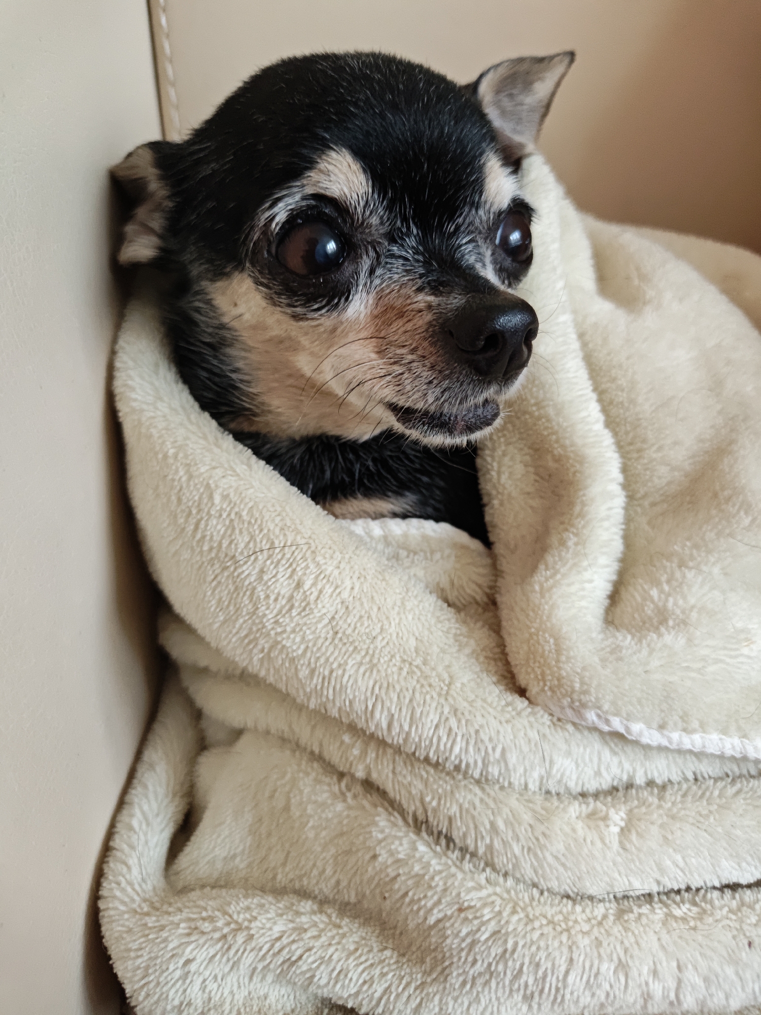An elderly Chihuahua dog is wrapped in a cream-colored fleece blanket, partially obscuring its body and resting against a beige surface. The dog's face is visible, showing its dark eyes, black nose, and a mix of black and tan fur, with some graying around its muzzle. Its ears are pointed upwards. The background is a soft, warm brown. The overall impression is one of comfort and coziness.