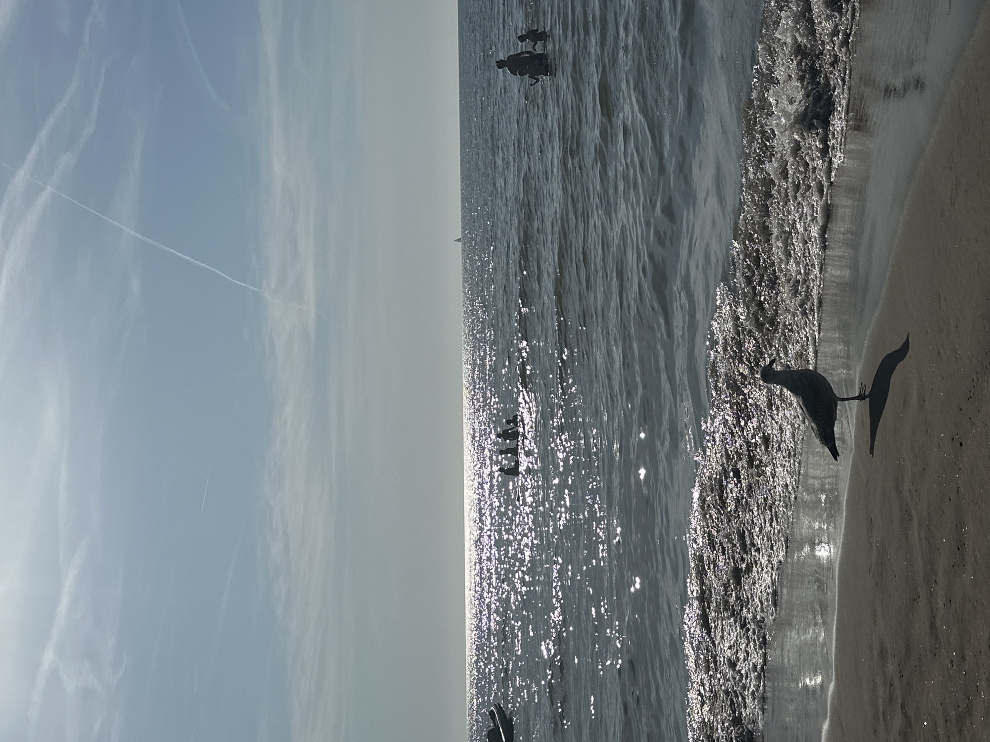 The image depicts a sunny day at Zandvoort beach, Netherlands, with a calm sea and clear sky. A seagull stands on the sandy shore in the foreground, facing right, with its shadow cast on the sand. The shallow water laps at the shore, creating a foamy white edge. In the mid-ground, several people are in the water, some appearing to be on a small boat or raft, while others are swimming. Further out in the sea, a small sailboat is visible on the horizon, and a group of people are standing in the water. The sky is blue with wispy white clouds and contrails from aircraft. The sun is bright, creating a shimmering reflection on the water's surface.