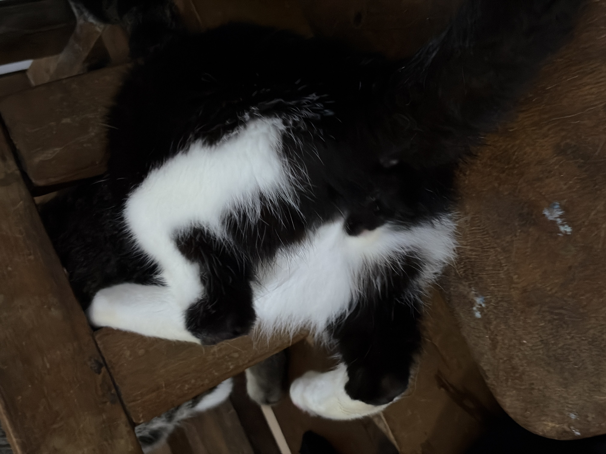 A domestic cat with black and white fur is depicted lying on its back on a wooden surface. The cat's white belly, chest, and four paws are visible, contrasting with the dark fur covering its sides and partially visible tail. Its limbs are splayed in a relaxed position, indicating repose. The wooden surface, characterized by a medium-brown tone, shows visible grain, individual slats, and minor wear. Small, light-colored specks are present on sections of the wood. The animal's head is not distinctly visible within the frame. The scene is located in Ciudad Guayana, Venezuela.