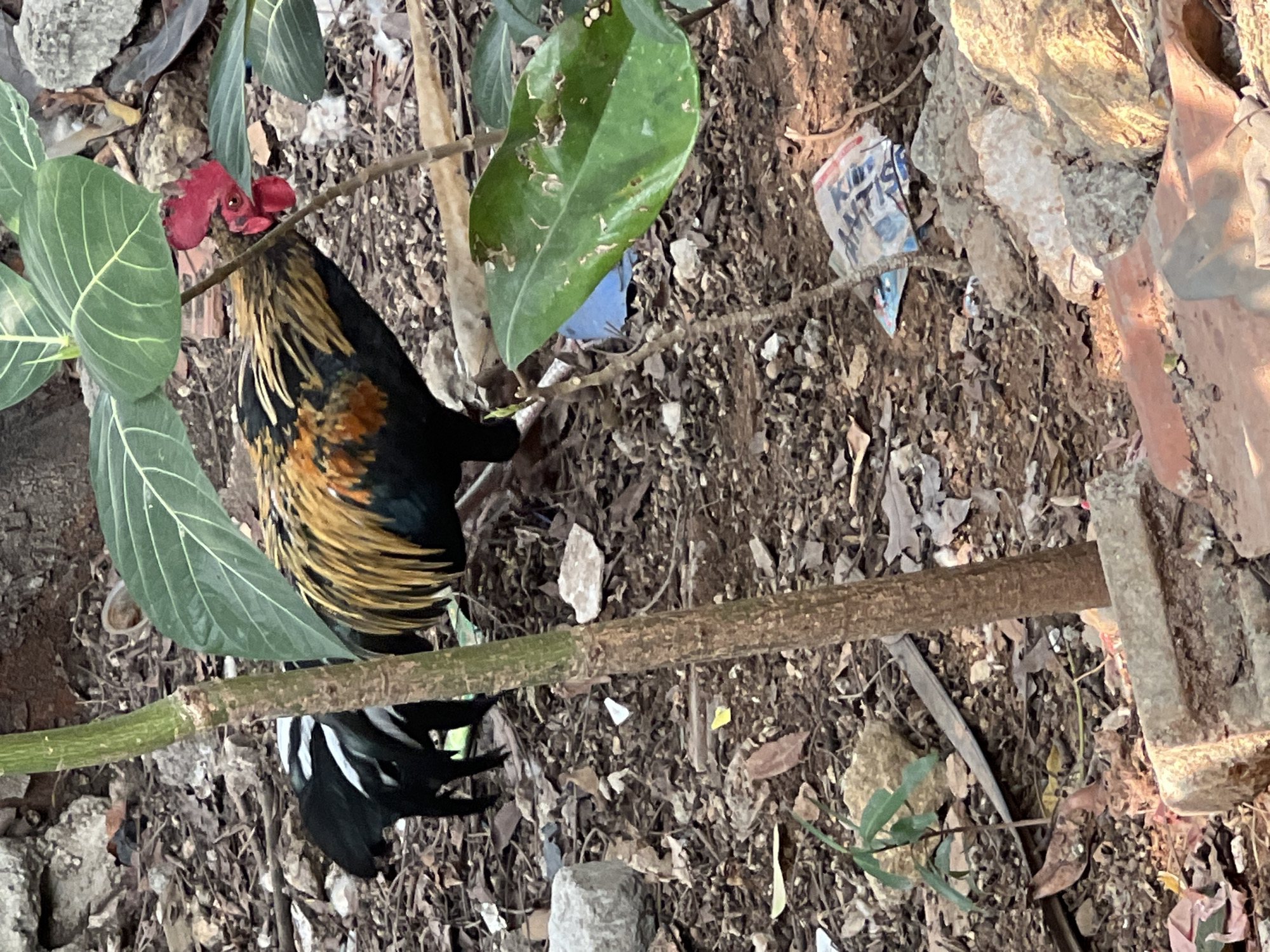 In the city of Klapanunggal, Indonesia, a rooster with black, white, and golden plumage stands on a dirt ground covered in leaves, twigs, and small rocks. A thin, green-brown tree trunk is positioned in the foreground, partially obscuring the rooster. Large green leaves from a nearby plant hang down, some overlapping the rooster's body and head. The rooster's comb is bright red, and its eye is visible. The background consists of more dirt, debris, and scattered rocks, suggesting an outdoor, possibly unkempt, environment. There is also some litter visible in the scene, including a crumpled blue plastic bag and some paper packaging.