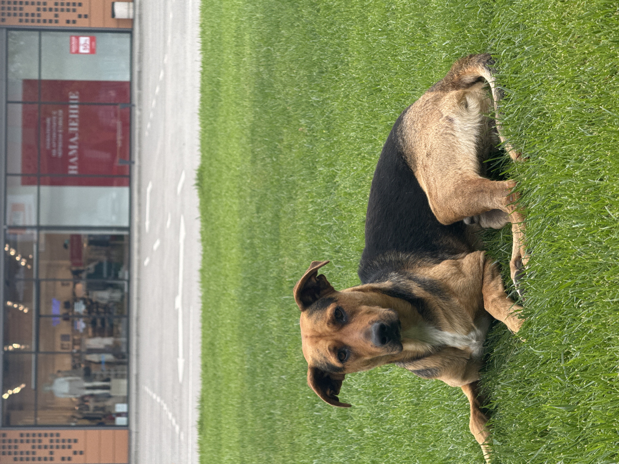 A medium-sized, mixed-breed dog with brown and black fur is lying on a bright green, well-maintained lawn. The dog is facing the camera, with its head slightly tilted and ears perked. Its body is stretched out on the grass, with its paws in front of it. In the background, a modern building with large glass windows is visible. The windows reflect the interior of what appears to be a retail store, with mannequins and displays of clothing. A red sign with white text, which reads "НАМАЛЕНИЕ" (meaning "Discount" in Bulgarian) and "50%", is prominently displayed on one of the windows. The area in front of the building is paved, likely a parking lot or walkway, with white line markings. The overall scene suggests an outdoor commercial area in the city of Dobrich, Bulgaria, with the dog as the central subject in the foreground.