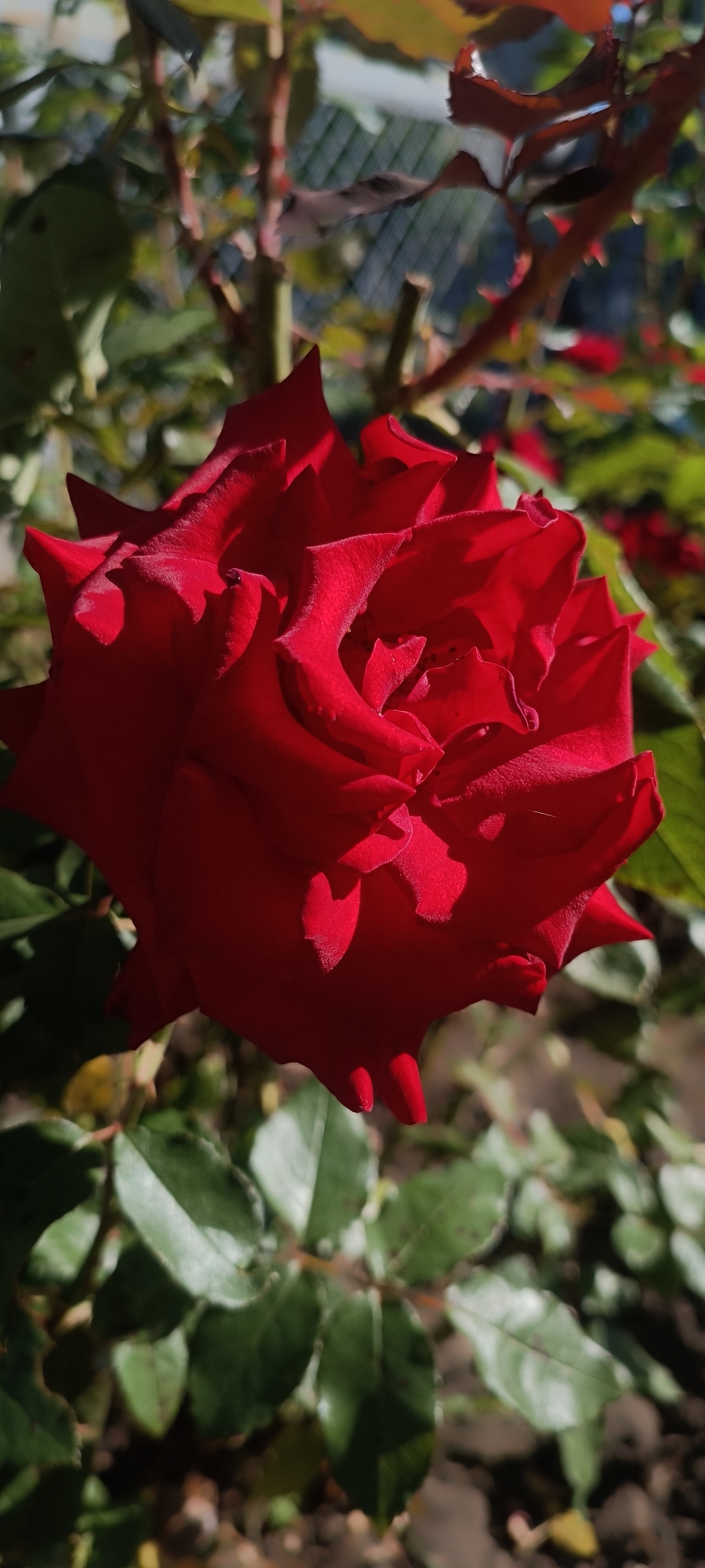 A close-up, vertical shot captures a vibrant, fully bloomed red rose. The rose is the primary subject, positioned centrally in the frame, its petals unfurling in intricate layers. Sunlight highlights the textured surface of the petals, creating deep shadows that accentuate the flower's form. Surrounding the rose, out of focus, are the green leaves and thorny stems of the rose bush, as well as hints of other foliage and a blurred background suggesting an outdoor garden setting. The overall impression is one of natural beauty and the peak of the rose's bloom.