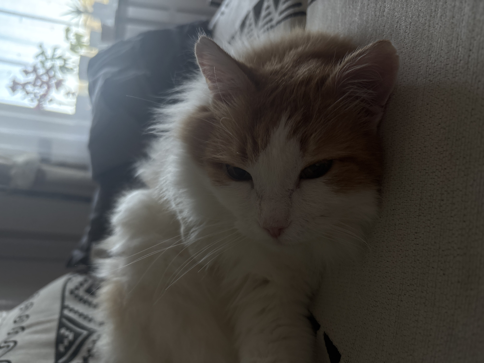 A close-up, eye-level indoor shot captures an orange and white long-haired cat resting comfortably on a piece of light-colored furniture. The cat's face, marked by distinct orange fur on its forehead and ears and a white muzzle, is prominent in the foreground. Its eyes are partially closed, conveying a sense of relaxation or sleepiness. Fluffy white fur frames its face, blending into shadowed areas of its body.
The cat is leaning against a textured, light-grey fabric, which appears to be upholstery from a sofa or armchair. In the background, a person wearing dark clothing is partially visible behind the cat. To the left, a window lets in diffuse natural light, and a decorative white snowflake sticker is clearly visible on the windowpane, hinting at a winter setting. A patterned cushion or part of the furniture with a black and white geometric design is seen in the lower left corner.
The lighting is soft and somewhat dim, with backlight from the window creating shadows on the cat's face and body, contributing to a cozy and intimate atmosphere. The cat's relaxed posture suggests contentment and peace within a residential setting in Zheleznogorsk, Russia. There is no visible text in the image.