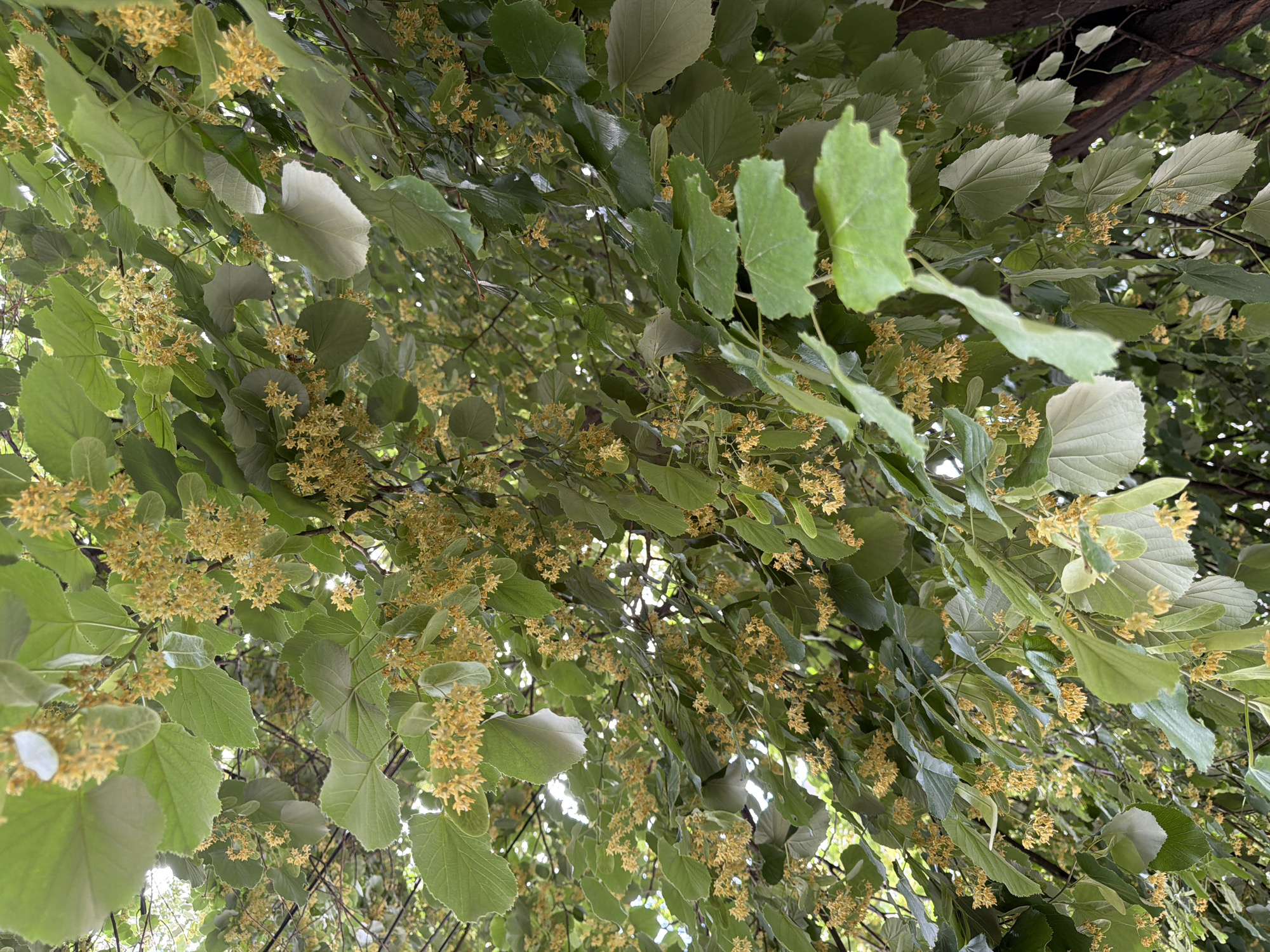 The image depicts a close-up, upward view of a flowering tree, likely a linden tree, in bloom. The branches are laden with numerous small, pale yellow blossoms clustered together, interspersed with abundant green leaves. The lighting suggests it is daytime, with sunlight filtering through the canopy, creating variations in brightness and highlighting the textures of the leaves and flowers. The overall impression is one of lush, natural growth. The specific location in the city of Pazardzhik, Bulgaria, is not discernible from the visual information in the image itself. There are no people or visible human activity. The scene is dominated by the botanical elements of the tree.