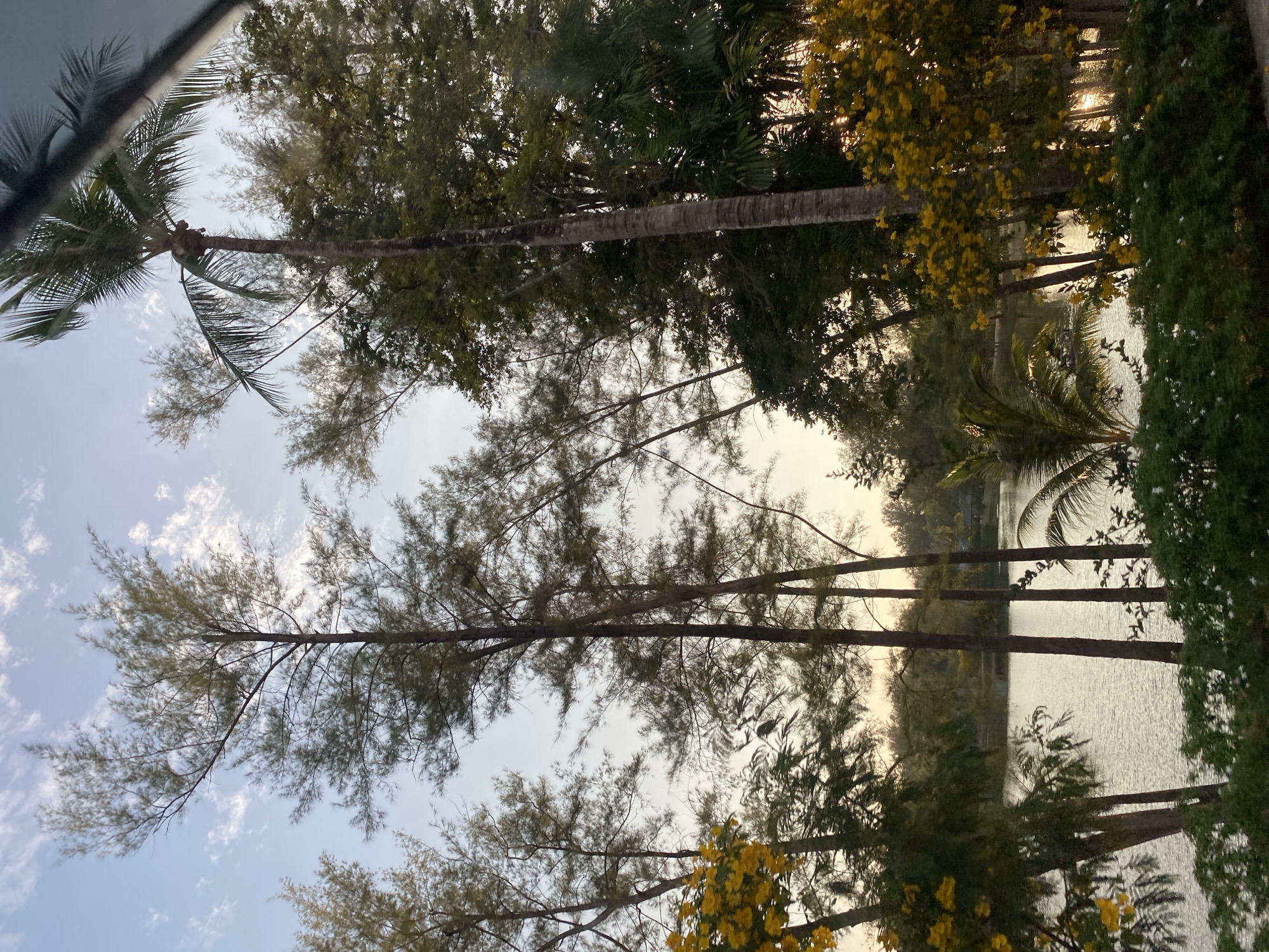 This image captures a tranquil tropical landscape, observed through a dense canopy of trees, likely during dawn or dusk. The scene features a body of water, possibly a lake or canal, framed by lush vegetation under a partially cloudy sky.
Dominant subjects are various types of trees. Tall palm trees, including a prominent coconut palm with its distinctive trunk and fronds, are visible on the left and mid-ground. Numerous slender pine-like trees, possibly casuarinas, with their fine, needle-like foliage, extend across the frame, their branches interweaving. Other broadleaf trees with dense green foliage are present, and some bright yellow flowering trees add a splash of color, particularly on the right side.
The calm body of water occupies the mid-ground and background, reflecting the soft ambient light and the outlines of the trees on the opposite bank. Small ripples are visible on its surface. The sky, seen through gaps in the tree canopy, is a soft blue with scattered white, wispy clouds.
The time of day appears to be either early morning or late afternoon, characterized by the soft, warm light that diffuses through the trees and reflects on the water, creating a peaceful and serene atmosphere. There are no human subjects or specific activities taking place. The tropical flora, including palm trees and the type of broadleaf and pine-like trees, strongly suggests a location in a warm climate, consistent with Choeng Thale, Thailand. No visible text is present in the image.