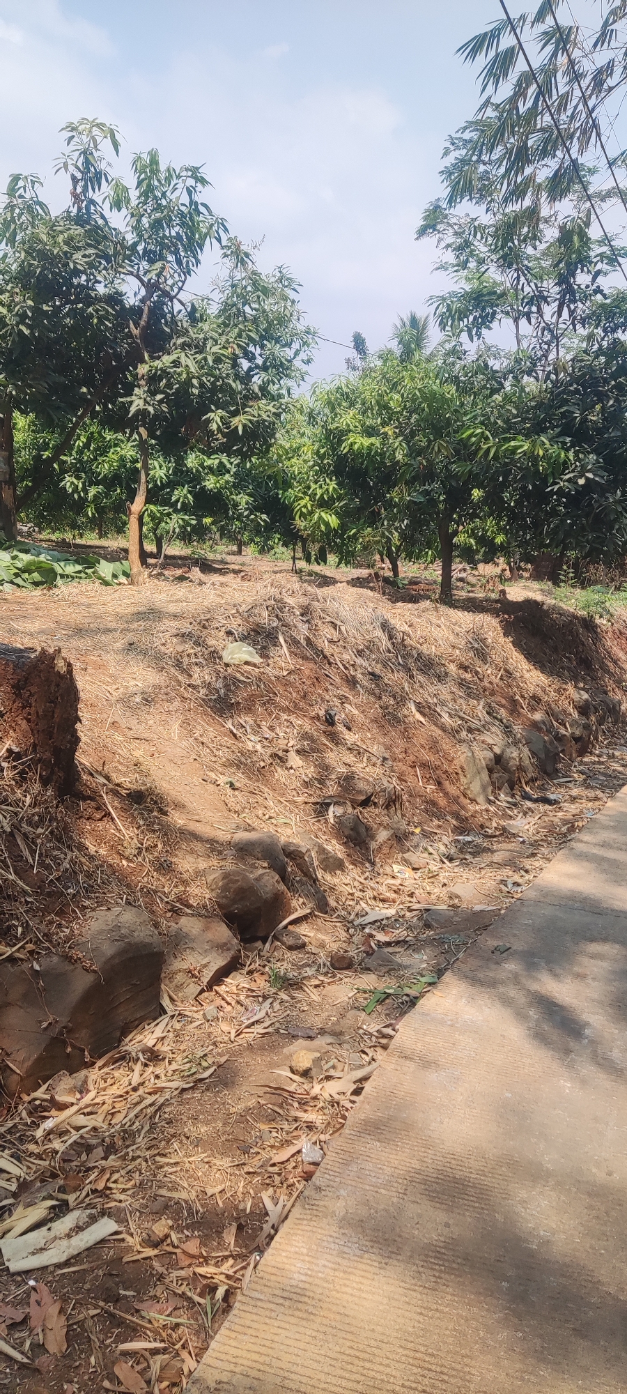 The image depicts a sun-drenched rural scene with a paved pathway in the foreground leading to a dry, earthy embankment. The embankment is covered with scattered dried leaves, twigs, and some larger rocks. Several trees, likely mango trees given the environment, are visible in the background, forming a dense canopy. The sky above is a clear, pale blue with a few wispy clouds. The overall impression is one of a warm, dry day in a semi-tropical or tropical climate. Based on the geographical context, this scene is likely located in or around Panongan Lor, Indonesia, a region known for its agricultural landscape and mango cultivation. No people or animals are visible in the frame.