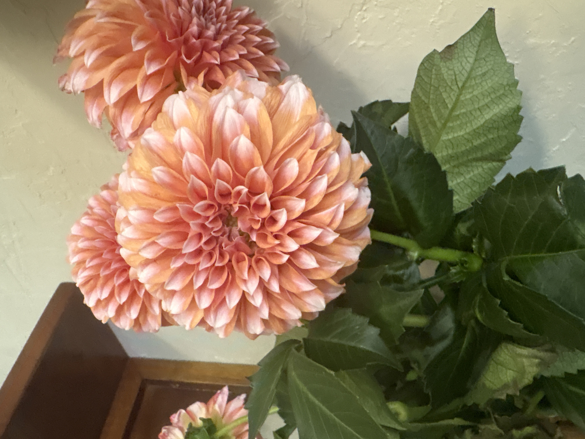 The image features a close-up of peach-colored dahlias with white tips on their petals, arranged in a bouquet. Several large, green leaves surround the flowers. In the background, there is a pale, textured wall and a portion of a wooden frame, suggesting a domestic or indoor setting. No people are visible. The image focuses on the colors, textures, and forms of the floral arrangement. The location, Nha Trang, Vietnam, is not evident from the visual content of the image.