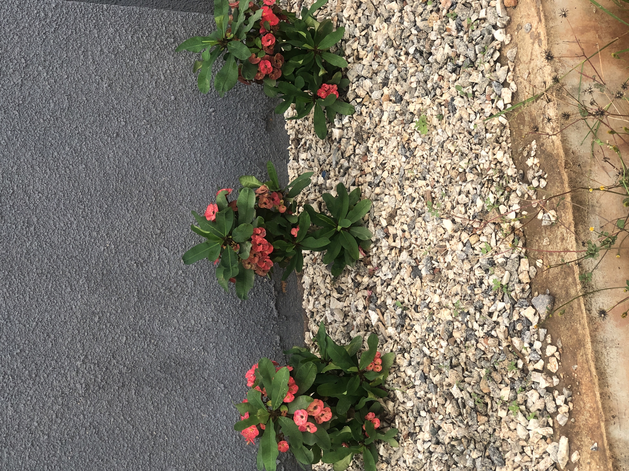 Three small, flowering plants with bright red and pink blooms and green leaves are planted in a bed of light-colored gravel. The plants are positioned against a dark gray, textured wall. In the foreground, a concrete border is visible, with some dry grasses and seed pods growing along its edge. The scene is outdoors, likely in a garden or courtyard setting.