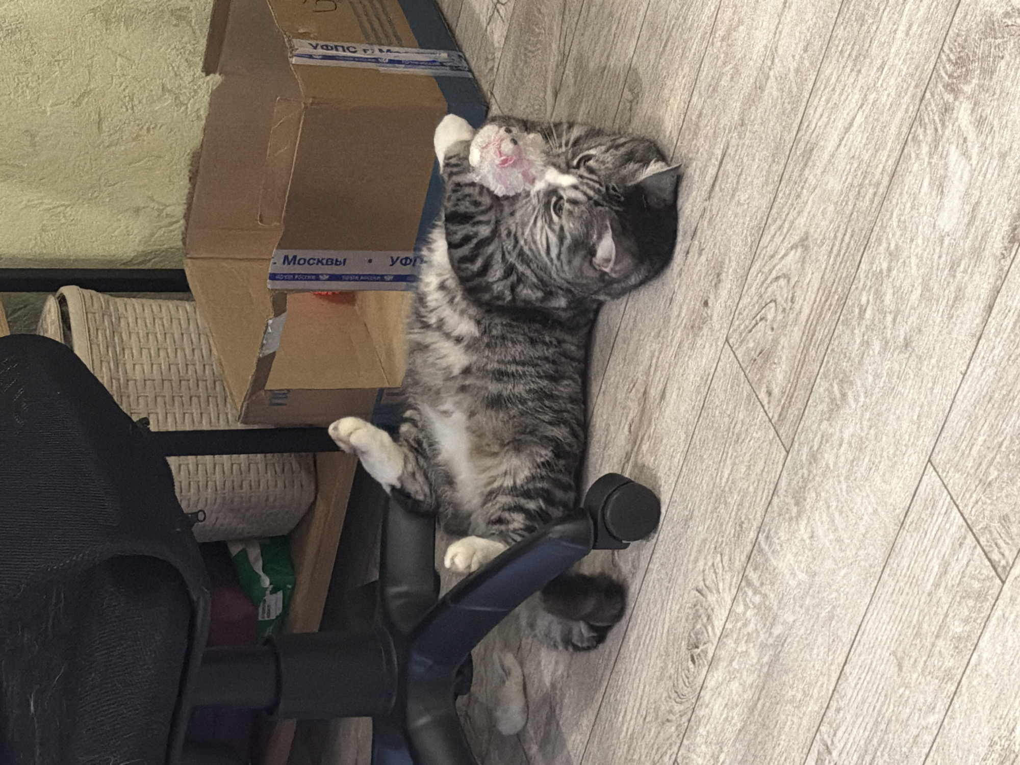 A grey and white tabby cat is lying on its back on a light-colored wooden floor. The cat is positioned near the base of a black office chair, with its head slightly turned to the right. A small, light pink, pom-pom-like object is resting on the cat's forehead. The cat's belly is exposed, and its paws are relaxed. In the background, a cardboard box with Russian postal service tape is visible, along with a woven basket and a green plastic bag. The wall behind the box has a textured, light green finish. The overall environment appears to be an indoor domestic setting. The image does not contain enough information to determine its specific location within Petropavlovsk-Kamchatsky, Russia.