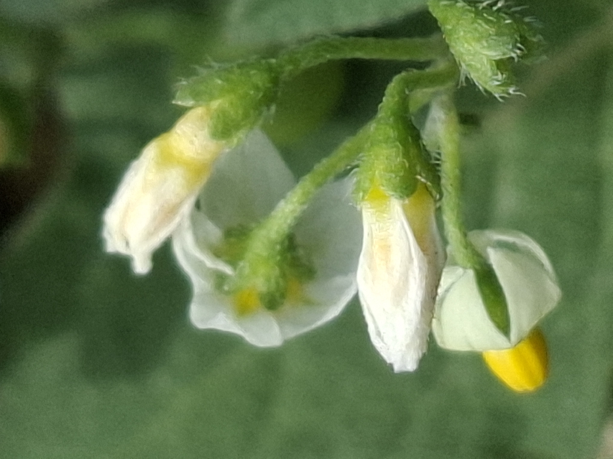 The image is a close-up, macro photograph of several white and yellow flowers with green stems, likely in a garden setting. The background is a blurry green, suggesting foliage. There are no people or any indication of a specific location within Almaty, Kazakhstan. The flowers appear to be in various stages of blooming and are clustered together on a stem. The focus is sharp on the intricate details of the petals, stamens, and the fuzzy texture of the stems.