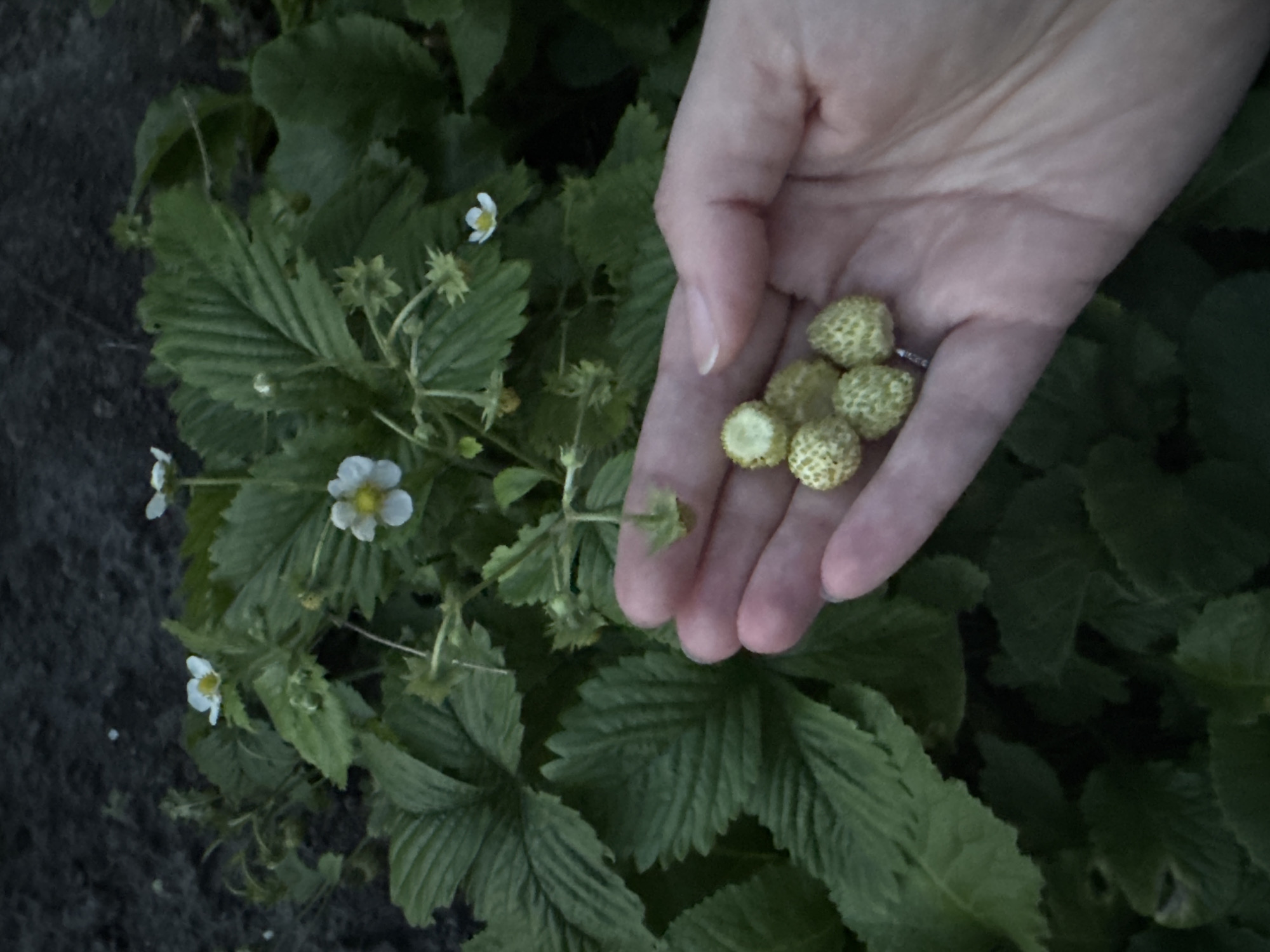 In Berezhany, Ukraine, a hand gently cups several unripe wild strawberries against a backdrop of lush green foliage. The strawberries, small and pale green, are clustered together in the palm. The plant itself features broad, serrated leaves and delicate white flowers with yellow centers, indicative of a strawberry plant in bloom and early fruiting stages. The overall lighting suggests it may be dusk or an overcast day, with the dark soil and deep green leaves creating a somewhat muted and naturalistic scene.