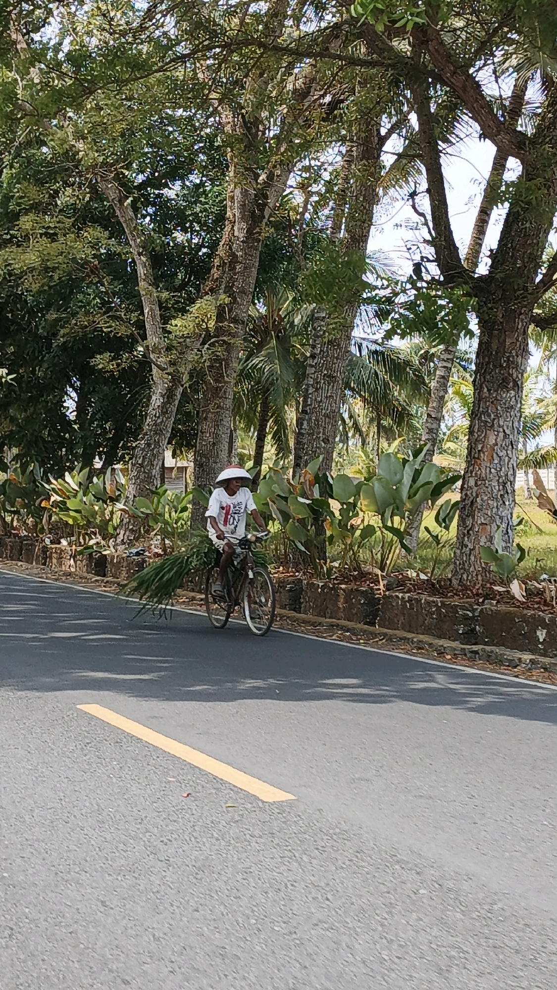 A person wearing a conical hat and a white t-shirt is riding a bicycle on an asphalt road. The bicycle is loaded with a large bundle of green foliage. The road is bordered by a stone wall and lush vegetation, including trees and large-leafed plants. The scene appears to be in a rural or tropical setting. The image is taken from a low angle, capturing the person and their bicycle in motion.