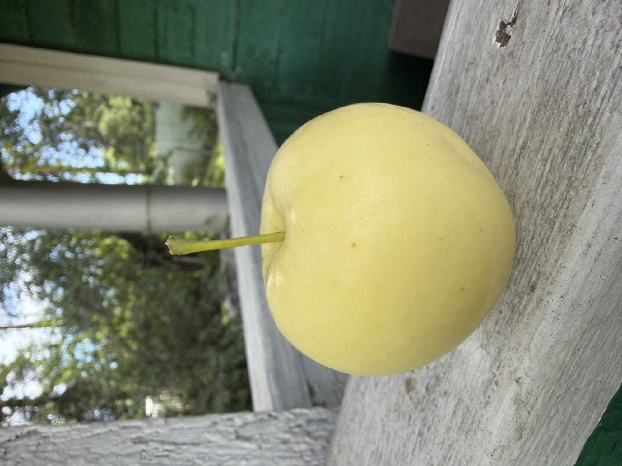 A single, pale yellow apple with a short, green stem rests on a weathered, grey wooden surface. The apple is the central focus of the image. Behind the apple, a slightly out-of-focus background shows greenery, trees, and a bright blue sky, suggesting an outdoor setting. To the right of the apple, a portion of a dark green wooden structure is visible. A light-colored vertical pole or pillar is also present in the background, to the left of the apple. The overall scene suggests a rustic, possibly rural or suburban environment, consistent with a location like Altayskiye Zori, Russia. No people are visible in the image.