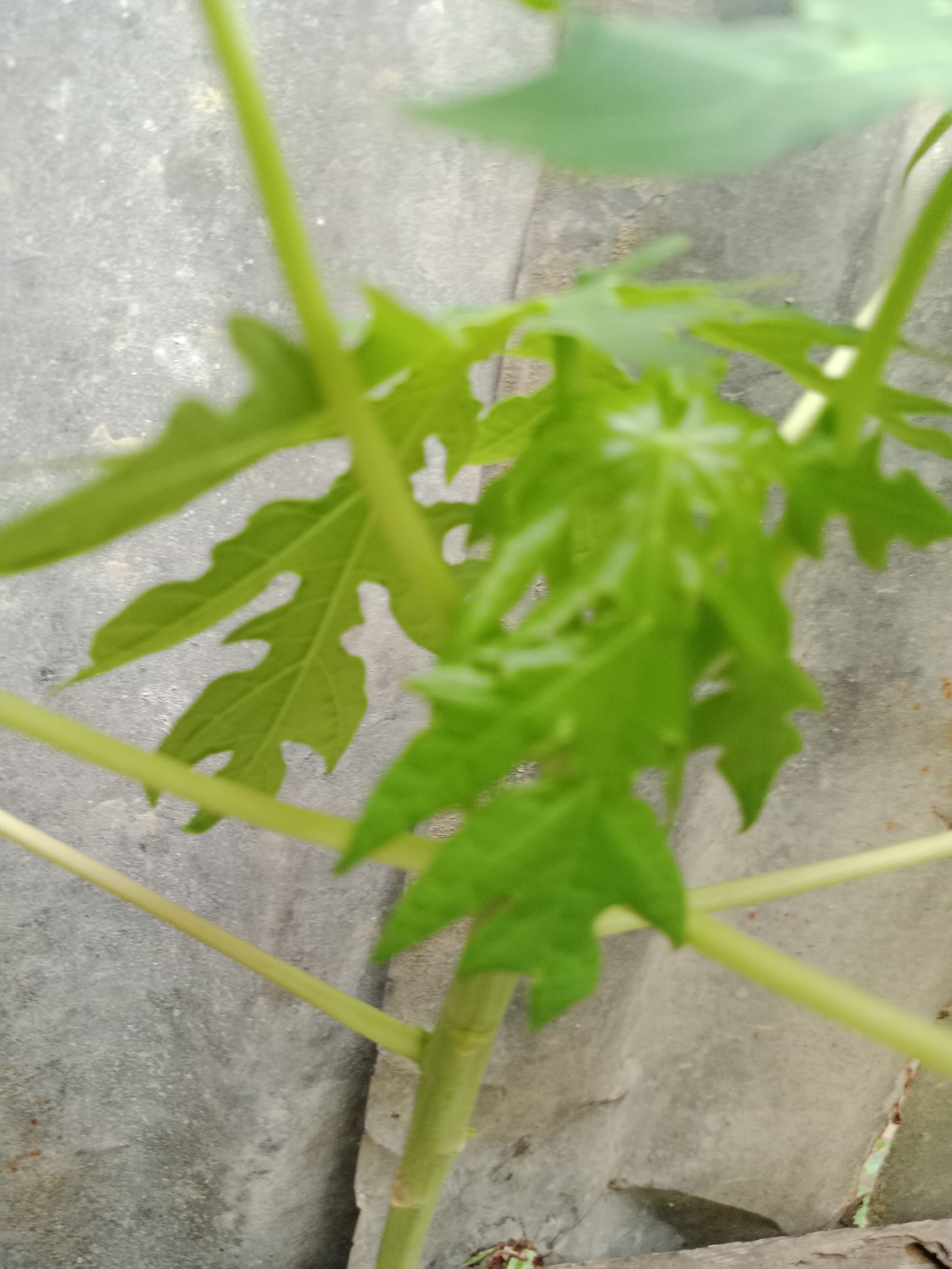 A close-up, vertical shot shows the vibrant green leaves and stem of a papaya plant against a mottled gray concrete wall. The leaves are deeply lobed, with serrated edges, and appear slightly wet, possibly from rain or dew. Several light green stems crisscross the frame, some in sharp focus, others blurred. The background wall has a rough texture and a light, almost white hue in some areas, with darker, more weathered patches. The image does not depict any people or specific actions, but rather a still life of a plant. The scene is likely set in an outdoor environment, given the presence of the concrete wall and the natural lighting. Based on the provided information, the location is identified as Meunasahara, Indonesia.