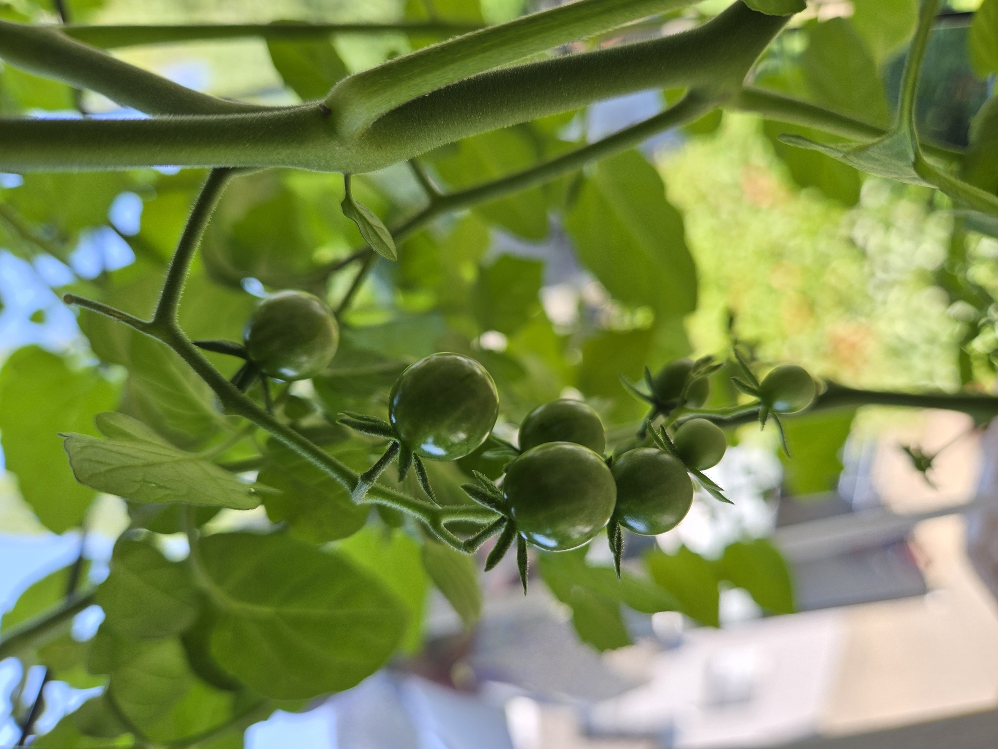 The image shows a close-up of several unripe green tomatoes growing on a vine. The tomatoes are round and small, with visible sepals at the top. They are clustered together on thin stems, which branch off from a thicker, fuzzy green stem that is the main focus of the right side of the image. The background is blurred, with hints of green foliage and bright sunlight, suggesting an outdoor setting. There are also large, veiny green leaves visible throughout the frame, some in sharp focus and others blurred. The overall impression is one of lush, healthy plant growth. The location is described as Bellevue, United States of America, though no specific landmarks or contextual clues within the image confirm this.