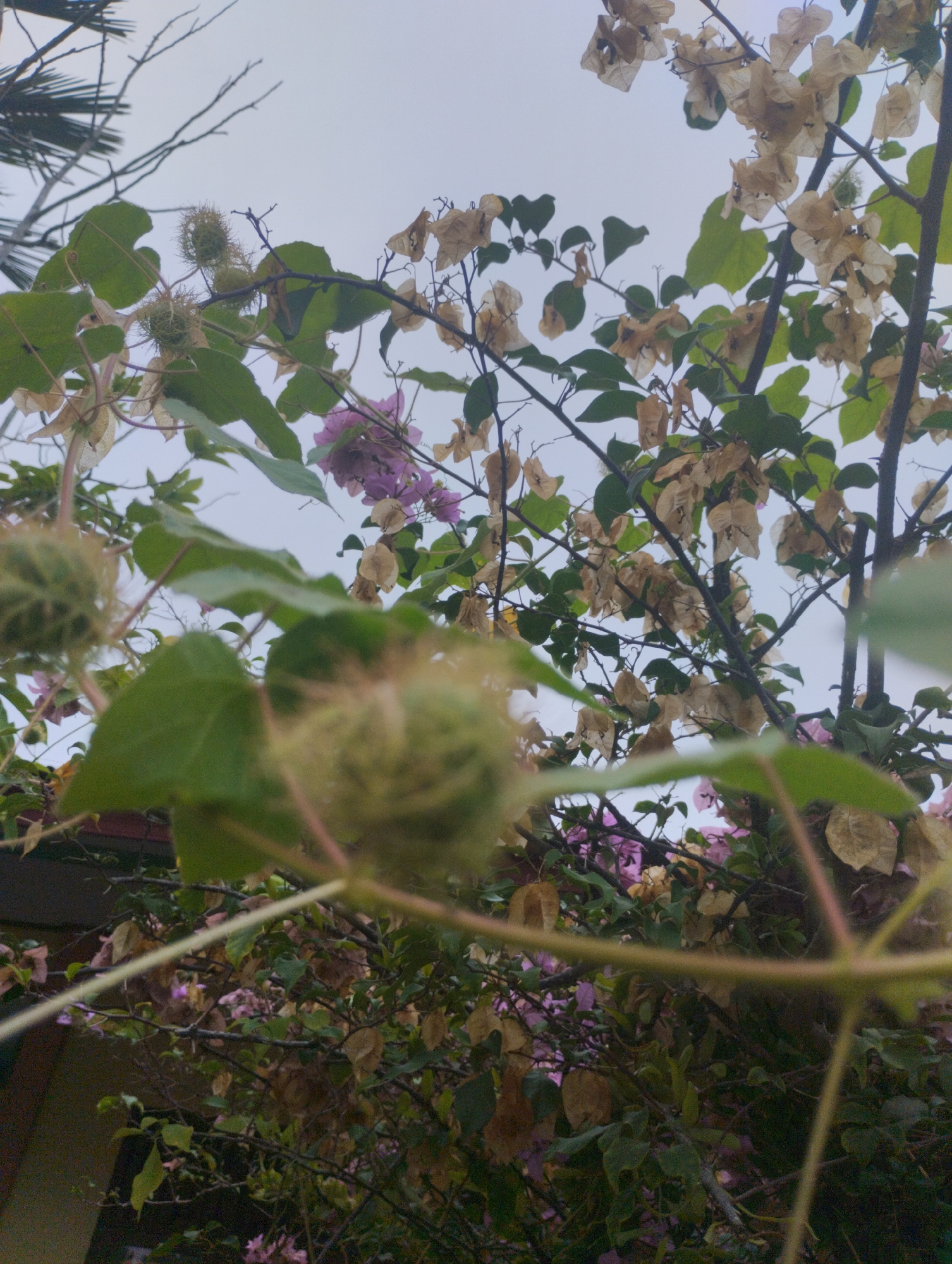 The image shows a close-up of bougainvillea flowers and thorny seed pods against a cloudy sky. The bougainvillea are a mix of dried, papery brown and vibrant purple. The seed pods are green and covered in fine spines. The foreground is dominated by large, blurred green leaves and thin, spindly branches. In the background, a dark, sloped roof is visible. The overall impression is of a dense, overgrown bush in an outdoor setting. The location is specified as Baratpayaitek, Indonesia, but this context cannot be directly verified from the visual information in the image.