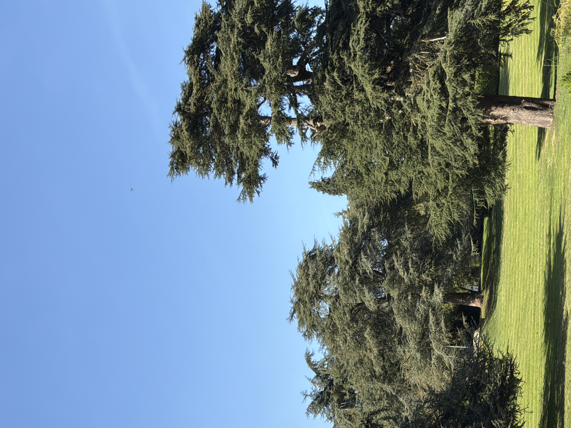 The image depicts a daytime view of trees against a clear blue sky. The trees are evergreen, with dense foliage. To the right of the trees, there is a field of green grass. There is a bird/insect visible in the top left corner of the image. The location is Tonbridge and Malling, United Kingdom.