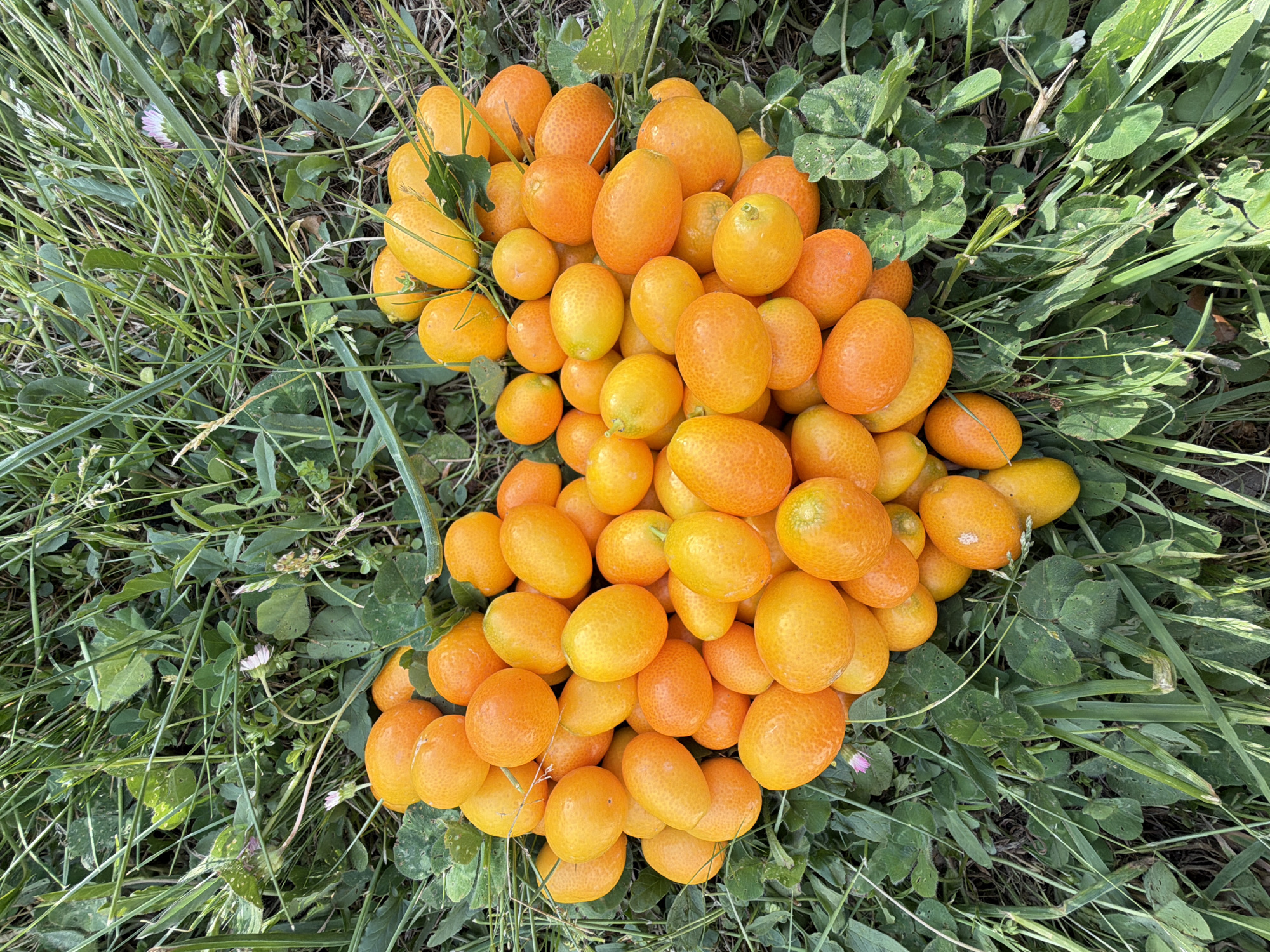 A high-angle, close-up shot captures a substantial pile of vibrant orange and yellow kumquats resting directly on lush green ground cover. The kumquats are numerous, forming an irregular mound that dominates the central and lower portions of the frame. They vary in size and color, ranging from a deep, rich orange to a brighter, more yellowish hue, with their characteristic slightly textured skin visible.
The setting is an outdoor, natural environment, likely a field or garden in Krimovice, Montenegro. The ground is covered with a mix of slender green grass blades and broader, clover-like leaves. Scattered among the greenery are a few small, delicate white or pale purple flowers, adding subtle detail to the verdant backdrop.
The scene is illuminated by bright, natural daylight, which casts no harsh shadows, suggesting an evenly lit daytime condition. This lighting accentuates the fresh appearance of both the fruits and the surrounding vegetation. There are no people visible, nor are there any discernible activities taking place beyond the static arrangement of the kumquats on the ground, possibly indicating a recent harvest or natural drop from a tree. No text is visible in the image.