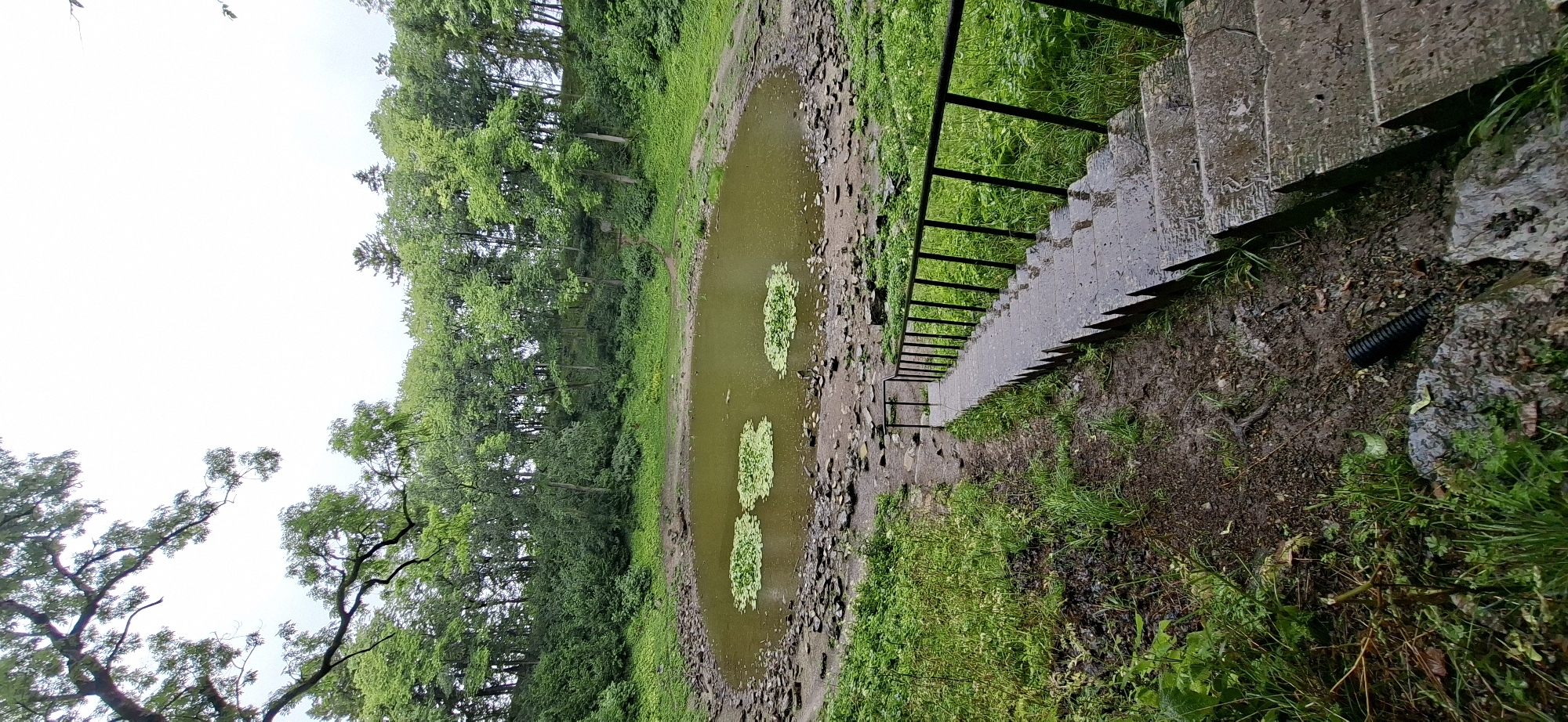 The image shows the Kaali meteorite crater lake in Kaali, Estonia. It is a natural depression in the landscape filled with murky, olive-green water. Several clusters of lily pads float on the surface of the water. The edges of the crater are surrounded by rough, rocky terrain and lush green vegetation, including trees that form a dense forest canopy around the crater. A set of weathered concrete stairs, equipped with a black metal railing, descends from the foreground towards the crater. The ground around the stairs appears to be damp and muddy, with some loose stones and a black corrugated pipe visible on the left side of the path. The sky is overcast, suggesting a cloudy or rainy day.