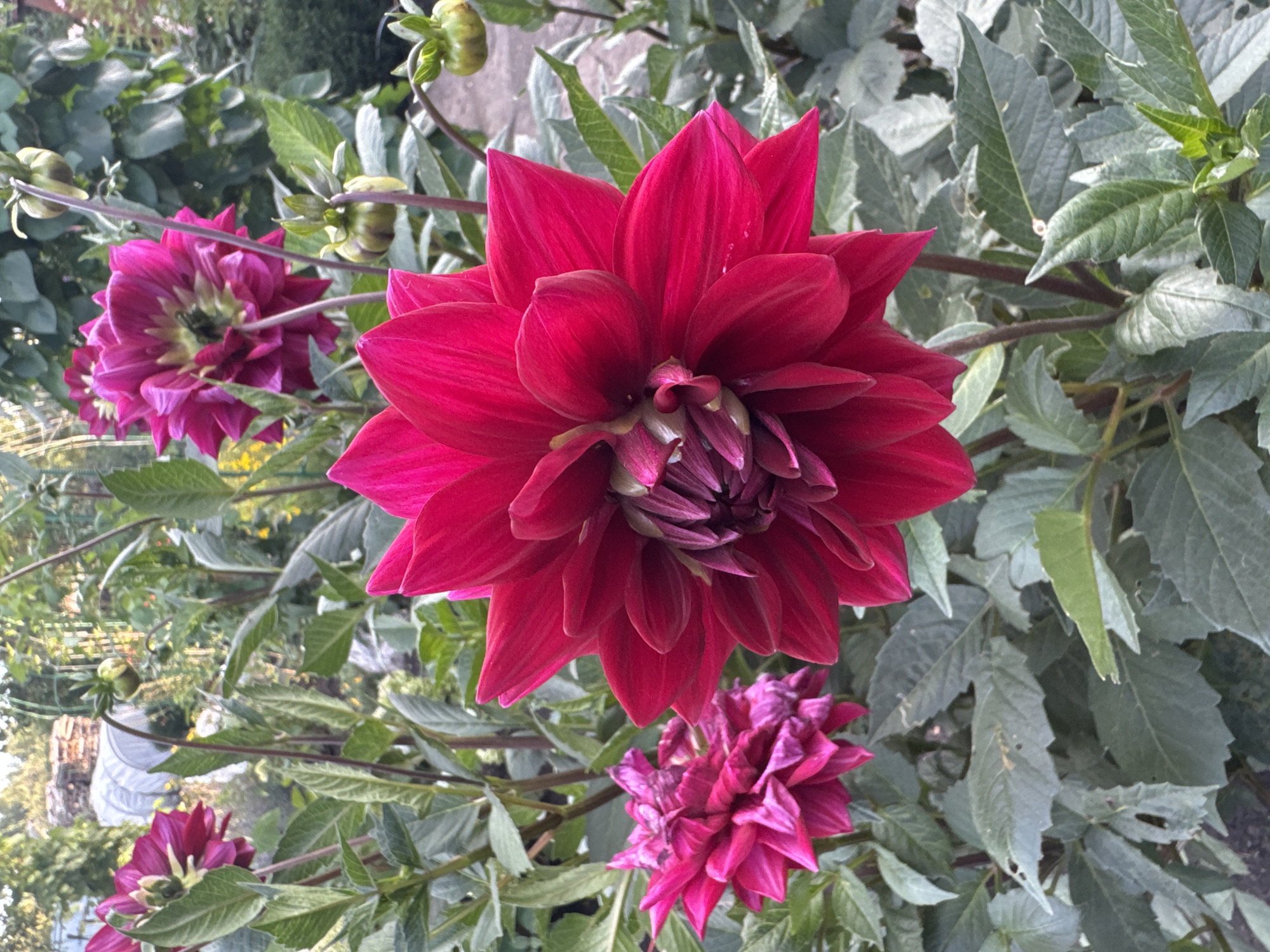 In Rannii Rassvet, Russia, a close-up photograph captures a cluster of deep pink dahlias in a garden. The central focus is a large, fully bloomed dahlia with numerous pointed petals radiating outwards from a tightly furled center. To the left, a smaller, more complex dahlia is partially visible, its petals exhibiting a layered, almost ruffled appearance. In the background, other dahlias and green foliage create a lush, natural setting. Several unopened dahlia buds, small and round, are scattered among the stems. The scene is illuminated by natural light, suggesting an outdoor environment, likely a garden or park.