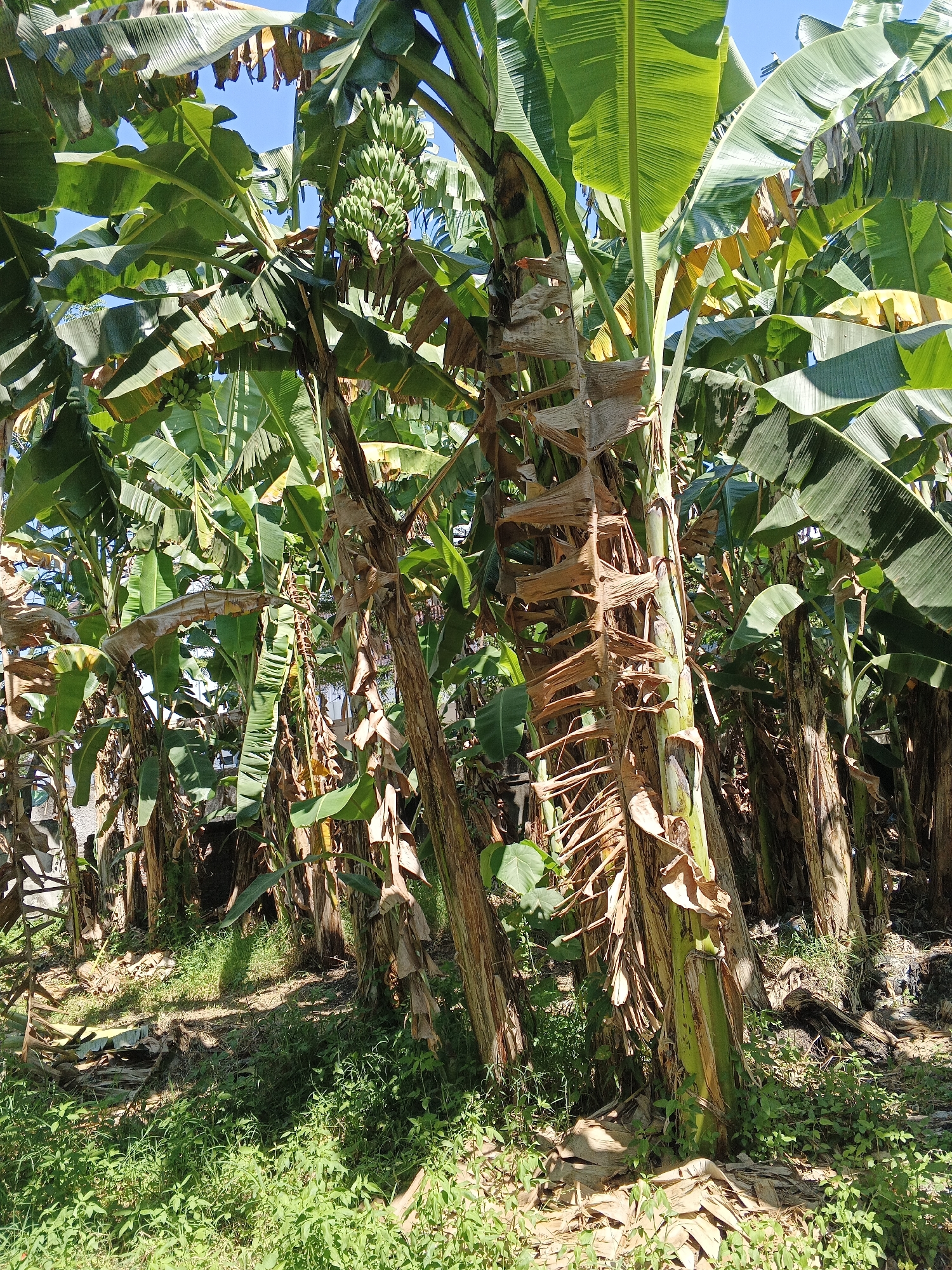 The image shows a dense grove of banana trees in Tambak Kemerakan, Indonesia. The trees are tall and leafy, with large green leaves that form a canopy overhead. Some of the trees have bunches of green bananas hanging from them. The ground beneath the trees is covered with grass and fallen banana leaves. The overall impression is one of lush tropical vegetation, with the bright green of the leaves contrasting with the brown of the dried leaves and stems. The scene is illuminated by sunlight, creating dappled shadows on the ground. There are no people visible in the image. The environment appears natural and somewhat wild, suggesting a rural or semi-rural setting.