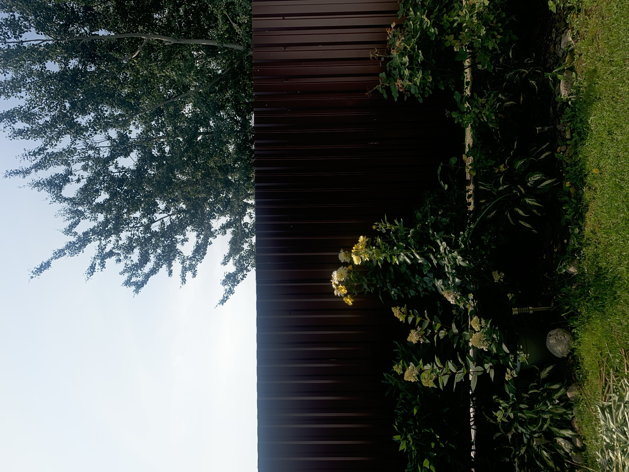 An outdoor, eye-level, vertical, medium shot captures a section of a backyard in Minsk, Belarus. A dark brown corrugated metal fence runs horizontally across the midground, creating a stark visual division. Above the fence, a clear, pale blue sky dominates the upper portion of the image. The top of a large tree with lush green foliage extends into the sky from the upper right quadrant, its branches reaching downwards. In the foreground, a variety of plants and flowers grow. To the left, dense green foliage is visible, with some lighter green, clustered flower heads. Closer to the center and right, taller plants with delicate yellow flowers stand out against the dark fence. The ground in the foreground is covered with short green grass and some scattered rocks. A light-colored pot and a small, silver solar-powered garden light are partially visible amongst the plants. The scene is bathed in natural daylight, creating distinct shadows and highlights, particularly on the fence.