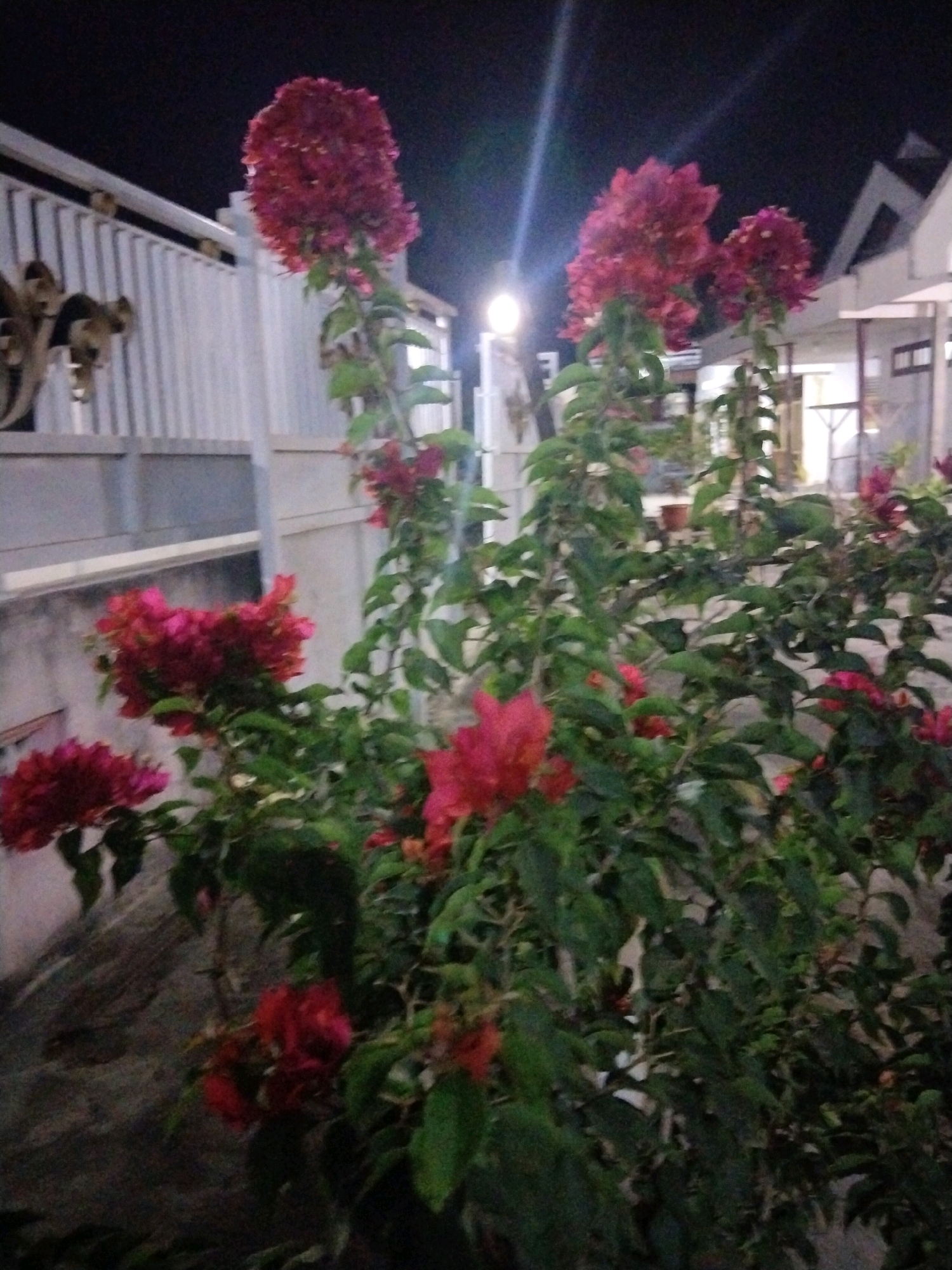This image depicts a nighttime scene in Montok, Indonesia, featuring a vibrant bougainvillea plant with abundant pink and red bracts. The plant is situated in front of a white metal fence and a building with a light-colored facade and a dark roof. The background is dark, indicating it is nighttime. A bright light source, possibly a street lamp, is visible in the upper left portion of the image, casting a light beam. The overall impression is that of a well-maintained garden or entryway at night.