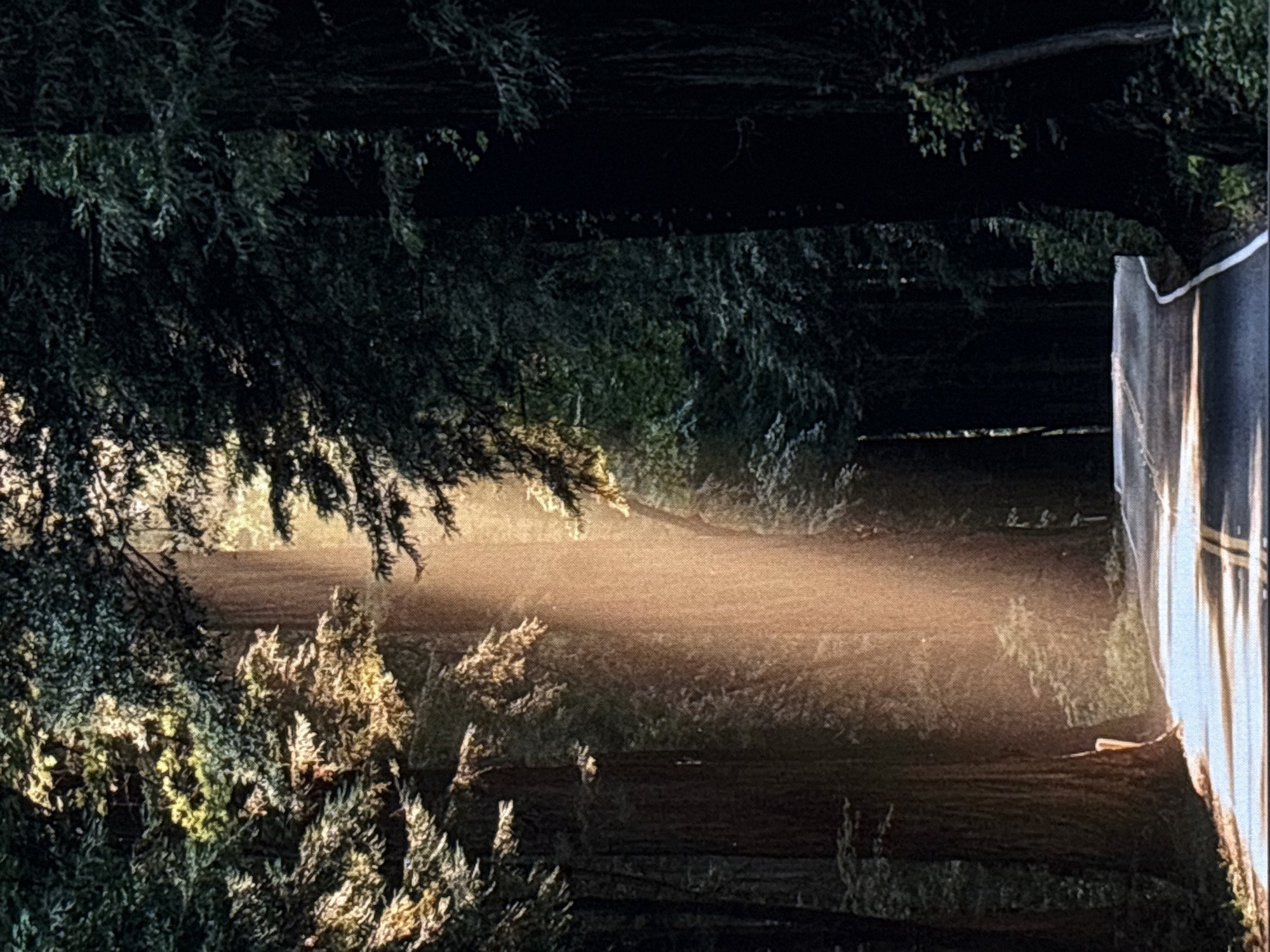 This is a photograph taken in a forest, likely a national park or a similar natural setting. The image depicts a road that curves to the right, disappearing into the dense foliage. Towering trees, their trunks thick and dark, flank the road, creating a tunnel-like effect. Sunlight streams through the canopy, casting dramatic shafts of light that illuminate the mist or dust in the air. The light is a warm, golden hue, contrasting with the deep shadows of the forest. The road appears to be paved and has double yellow lines marking the center. There are no people or vehicles visible in the frame. The environment suggests a serene and somewhat mysterious atmosphere, with the light filtering through the trees creating a sense of natural wonder. This image does not depict any location within the city of Sofia, Bulgaria.