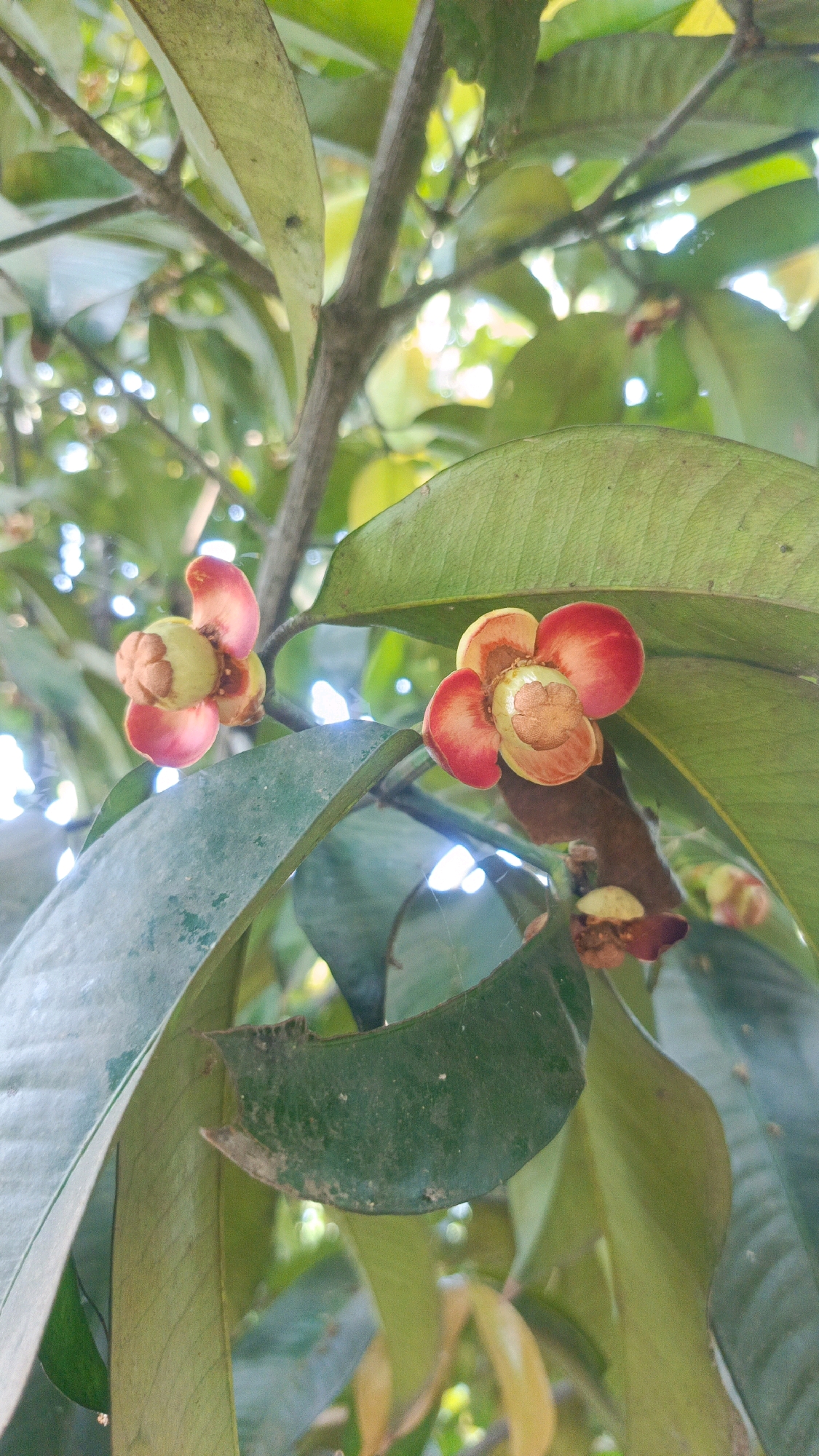 This image depicts a close-up view of two young mangosteen fruits and their blossoms on a tree branch. The fruits are green and round, with reddish-pink sepals partially enclosing them. The blossoms exhibit a similar color scheme, with delicate pink and red petals surrounding a light green center. They are surrounded by large, glossy green leaves. The background is blurred, suggesting a natural outdoor environment, possibly a garden or orchard. The lighting indicates it is daytime, with sunlight filtering through the leaves, creating bright spots. The scene is static, capturing the fruits and flowers in their natural state of growth. The location in Citeureup, Indonesia, is consistent with the prevalence of mangosteen trees in tropical regions.