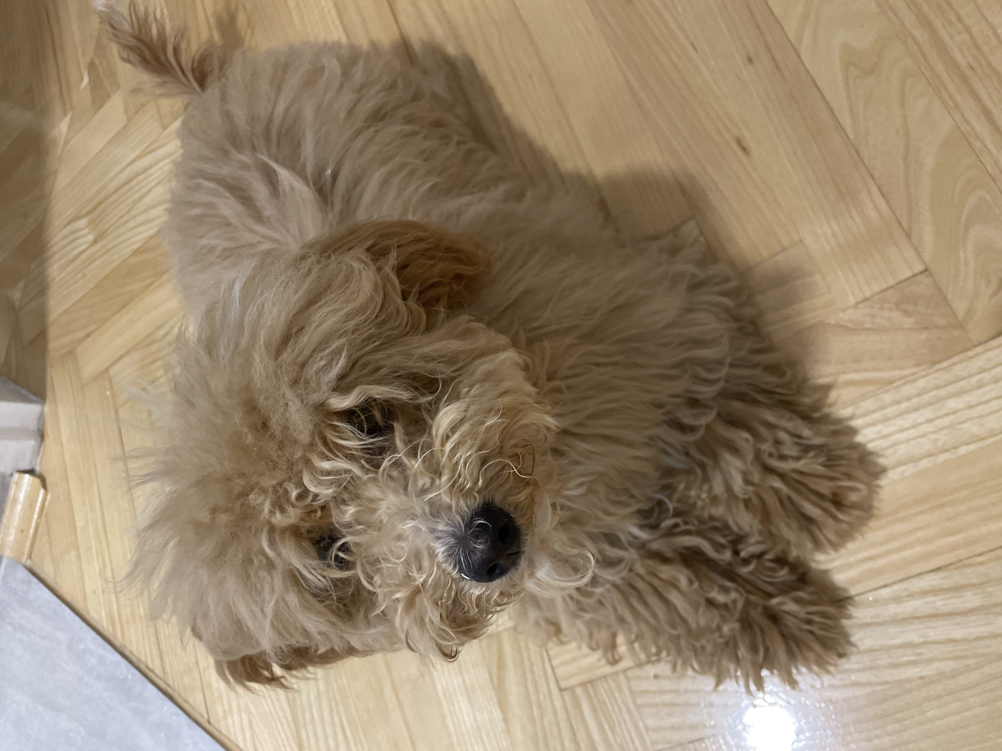 A tan, poodle-like dog lies on a light-colored, wood-patterned floor. The dog is viewed from an overhead perspective. The dog's tail is visible near the top-left of the frame. The dog's nose is black. Part of a white or light gray object is visible near the bottom-left corner of the image. The location is unknown, the location of the image is not necessarily Novi Sad, Serbia.