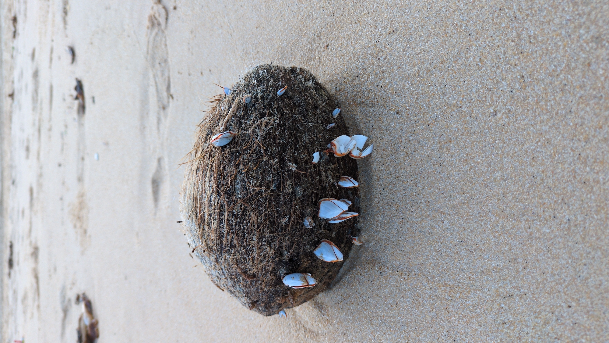 The image displays a weathered, dark brown fibrous coconut resting on light tan sand, partially embedded in the surface. Numerous goose barnacles are affixed to the coconut's exterior. These barnacles feature white, multi-plated shells with visible orange-brown stalk-like structures, varying in size. The sandy environment extends into the out-of-focus background, showing subtle undulations and scattered, indistinct organic debris. No individuals, overt actions, or interactions are present in the scene, which is situated on a beach in East Quy Nhon Ward, Vietnam.