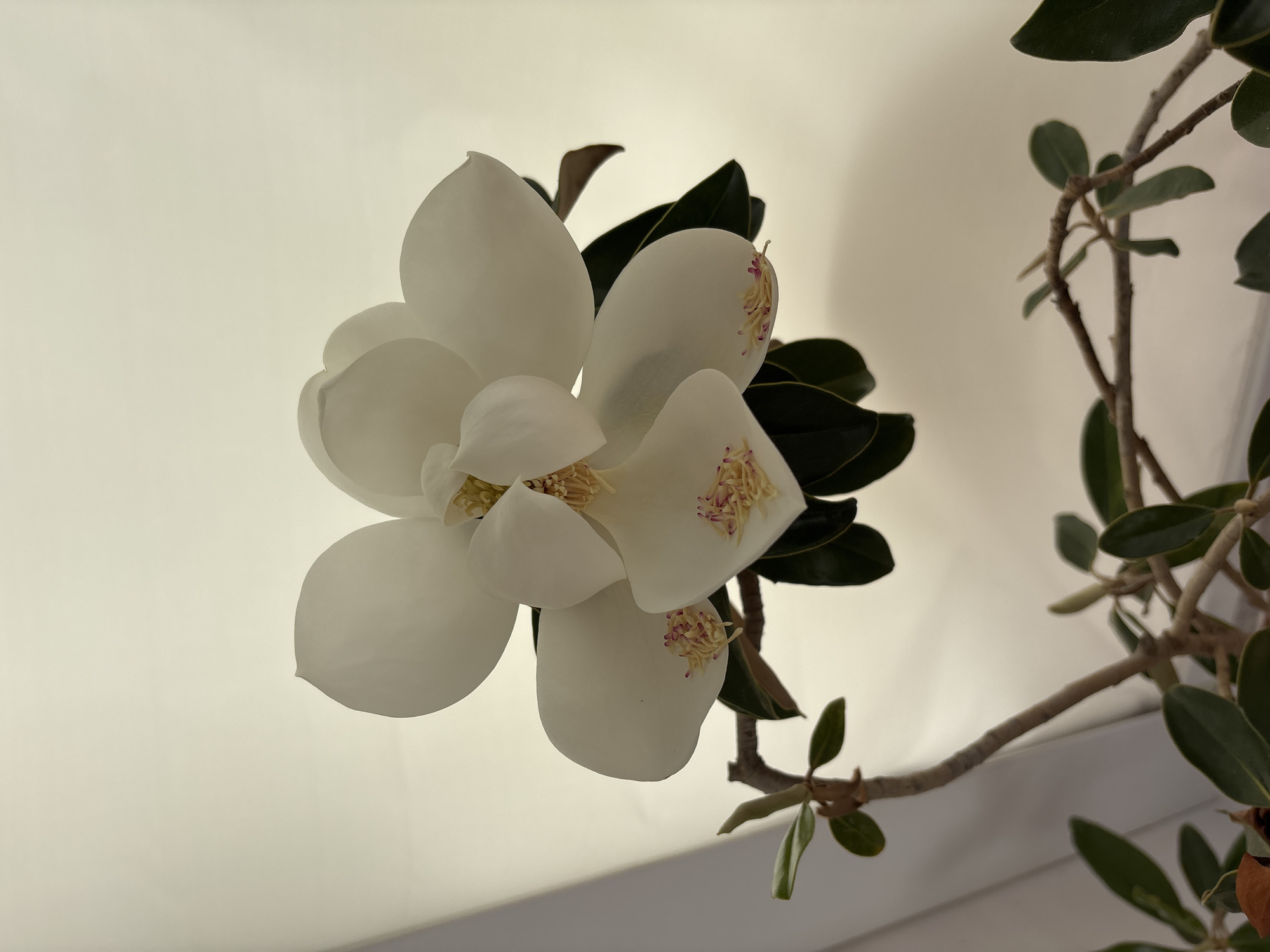 A single, large white magnolia flower is the central focus of this image. The flower has multiple petals, some of which are slightly curled or cupped. The center of the flower contains stamens with delicate yellow filaments tipped with pink. Dark green leaves are visible behind and below the flower, attached to a thin, woody stem. The background is a soft, out-of-focus cream or off-white color, possibly a wall or fabric, with a subtle shadow cast on the left side. The image does not contain any information about the city of Orihuela, Spain.