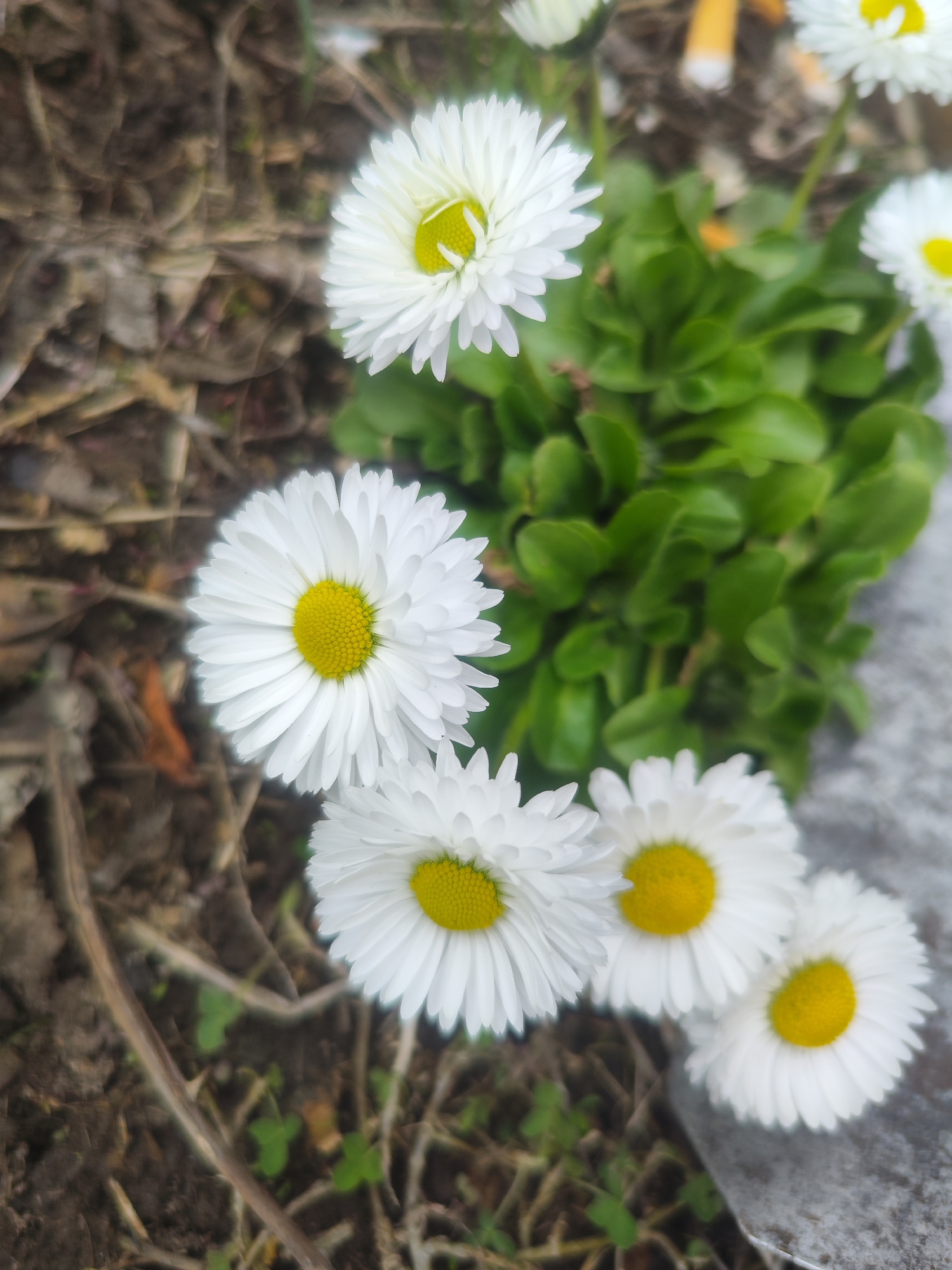 The image shows a cluster of white daisies with yellow centers growing in a garden in Chaikovsky, Russia. The flowers are surrounded by green foliage and brown mulch. Some of the petals are slightly crumpled.