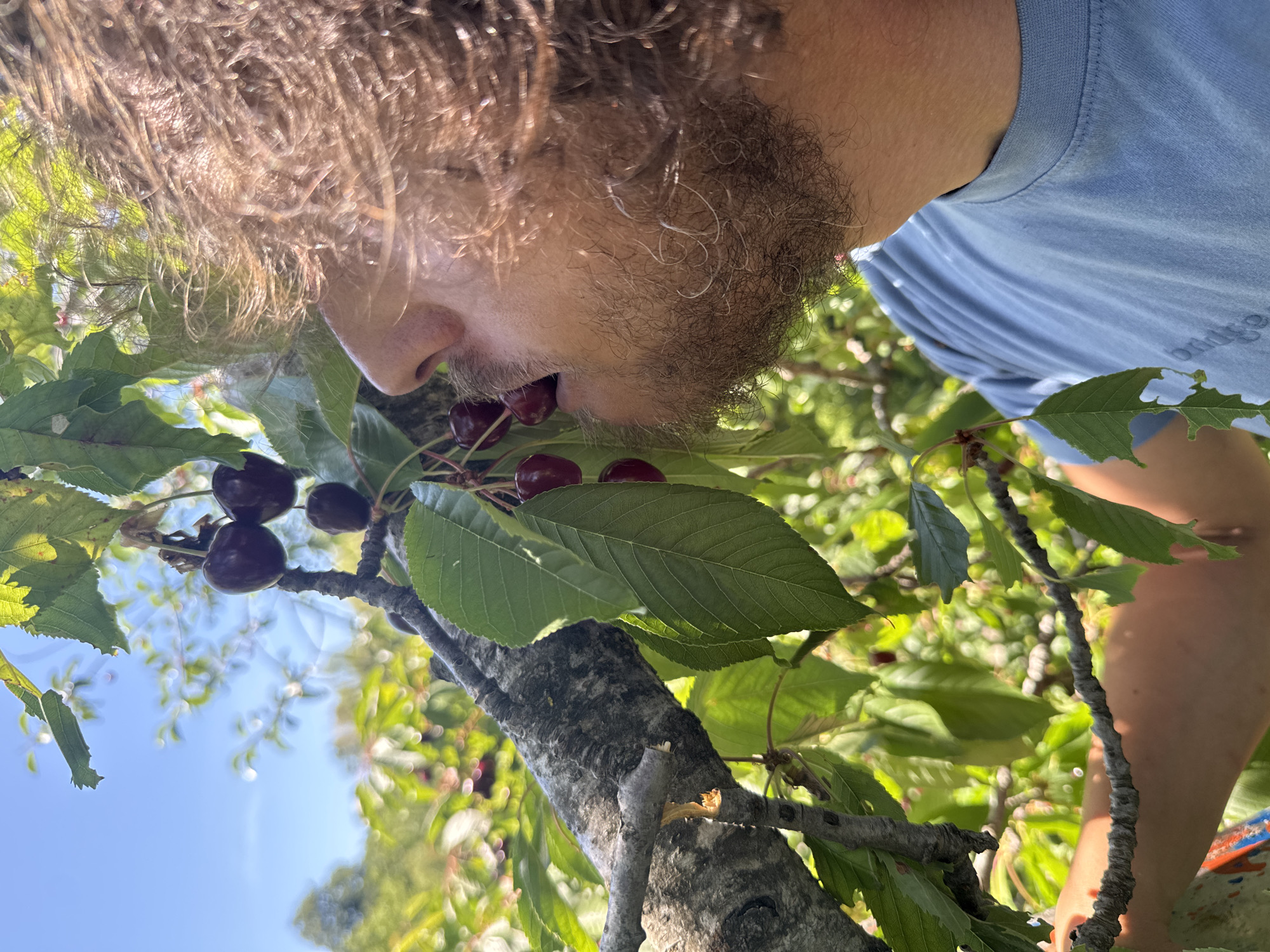 A person with curly brown hair and a beard is picking and eating cherries from a tree in Bioče, Montenegro. The person is wearing a light blue t-shirt and is reaching up to grab a cherry. The tree has dark bark and green leaves, and several ripe cherries are visible on the branches. The background is a blur of green foliage and a bright blue sky, suggesting a sunny day outdoors. The image is a close-up shot, focusing on the person's face and the cherries.