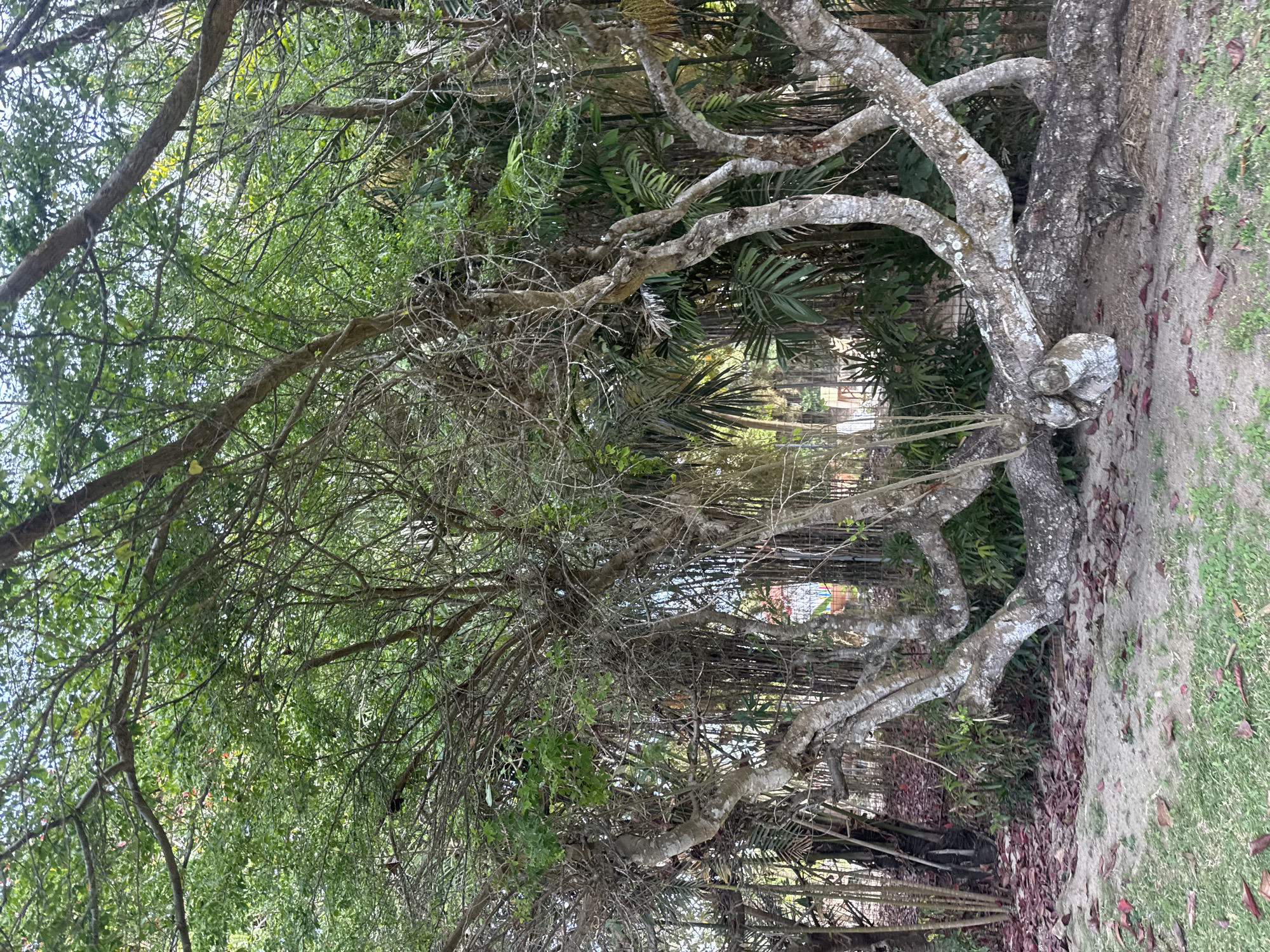 The image depicts a gnarled, low-lying tree with thick, twisting branches that spread horizontally across the ground. The tree's bark is rough and textured, with patches of lighter color. It is surrounded by lush green foliage, including palm fronds and bamboo stalks. The ground beneath the tree is covered with dry, fallen leaves, a mix of sand and grass. The scene appears to be an outdoor environment, possibly a park or garden, located in Kuta Selatan, Indonesia. No people are visible in the image.
