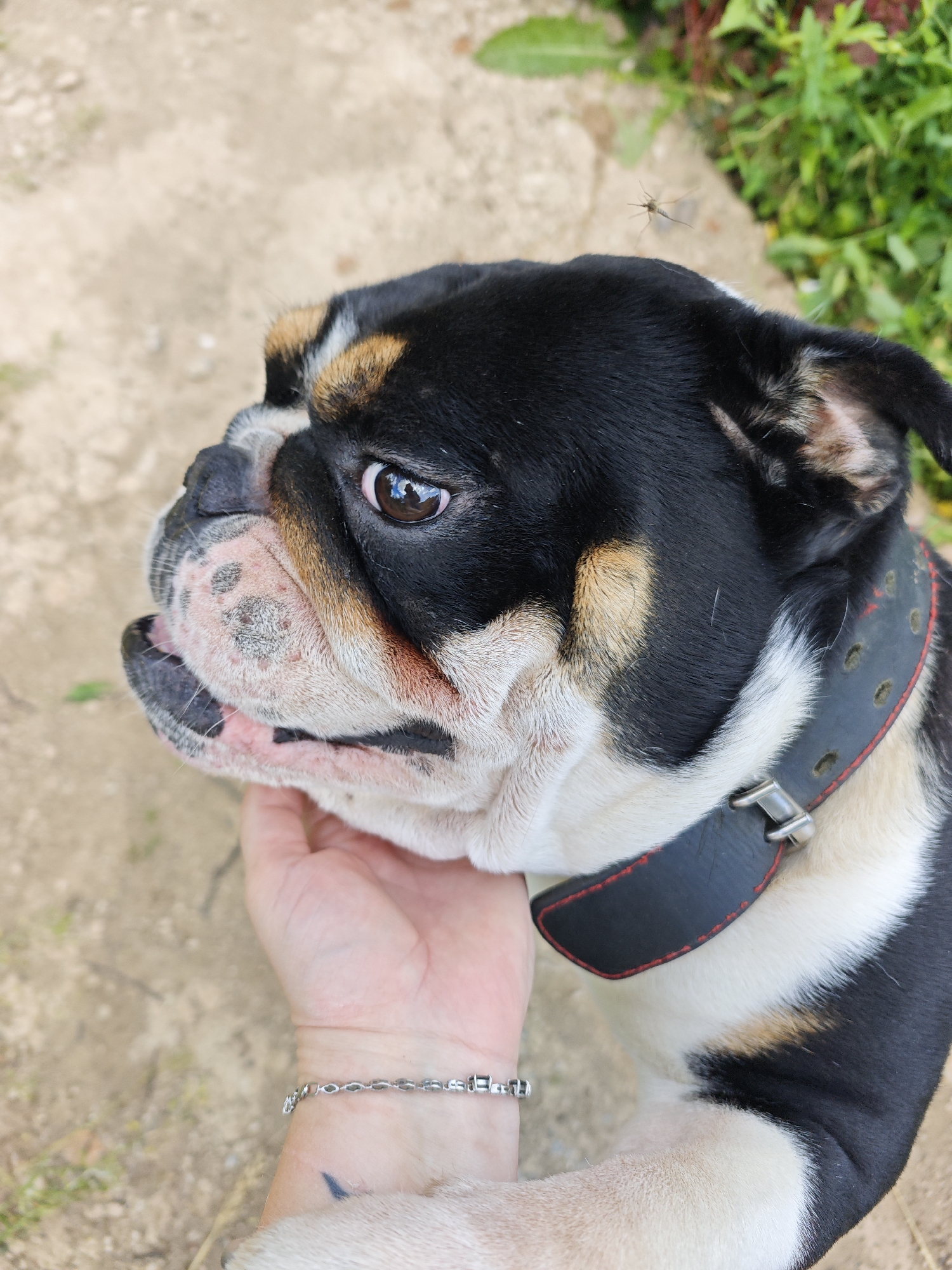 A close-up, over-the-shoulder shot shows the head of a tri-color bulldog, black, tan, and white, wearing a black collar with red stitching. A human hand with a silver bracelet gently supports the dog's chin. The dog's face is wrinkled, with pinkish skin around its muzzle. Its eye is visible, reflecting light. In the background, dry, sandy ground is visible, with green foliage and a concrete or stone surface. A small insect, possibly a mosquito, hovers in the air above the dog's head. There is no indication of the specific location in Noviy, Russia.