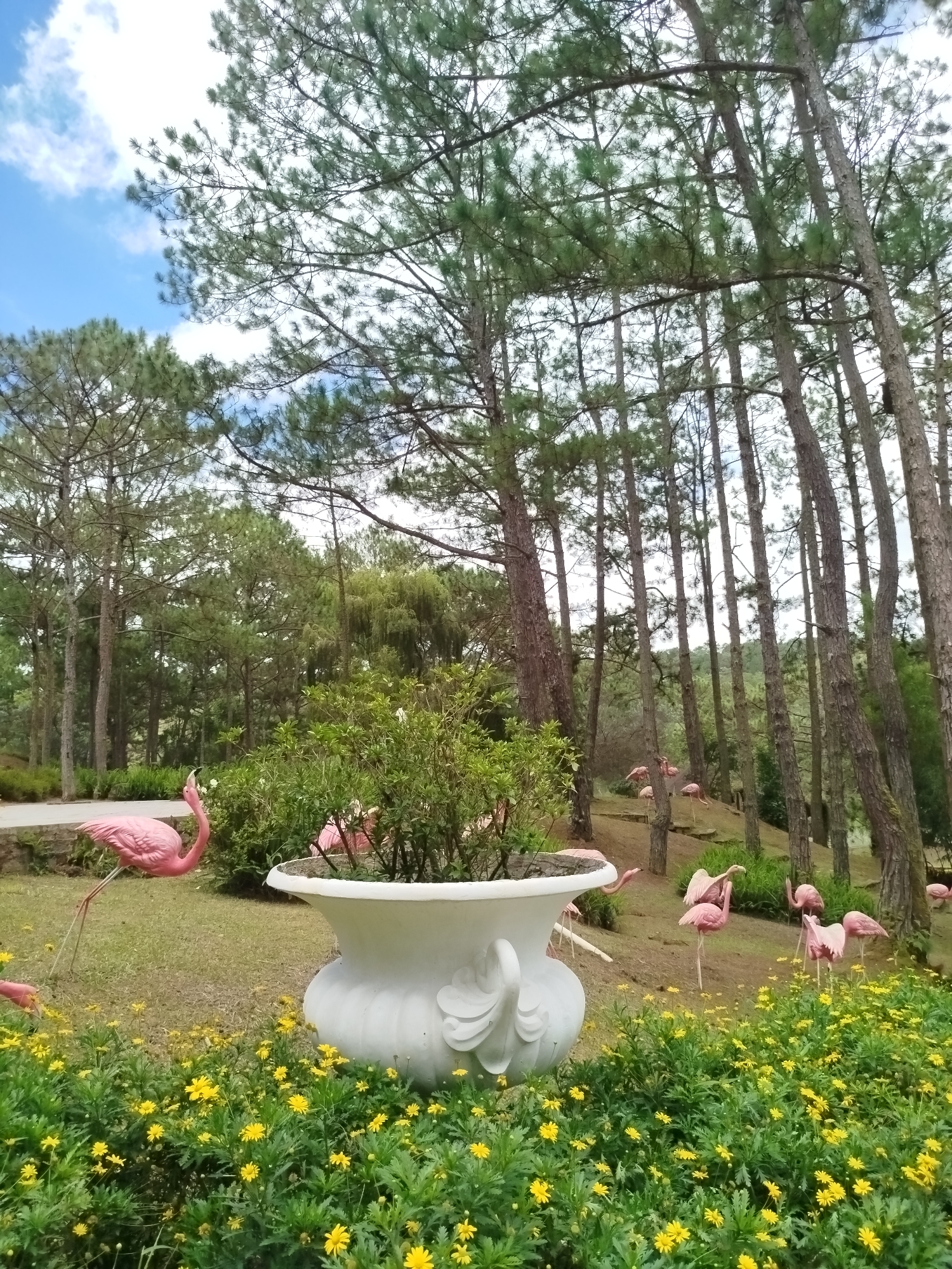 In Lam Vien Plateau, Da Lat, Vietnam, a park scene unfolds with tall, slender pine trees dominating the background. In the foreground, a vibrant bed of small yellow flowers carpets the ground. A large, white, ornate planter sits prominently, containing a bushy green plant. Scattered across the grassy slopes and among the trees are numerous pink flamingo statues, some standing regally, others in dynamic poses. One flamingo near the planter is particularly striking, with its head tilted upwards. A paved walkway is visible in the mid-ground, curving through the landscape. The sky above is a pale blue, dotted with fluffy white clouds.