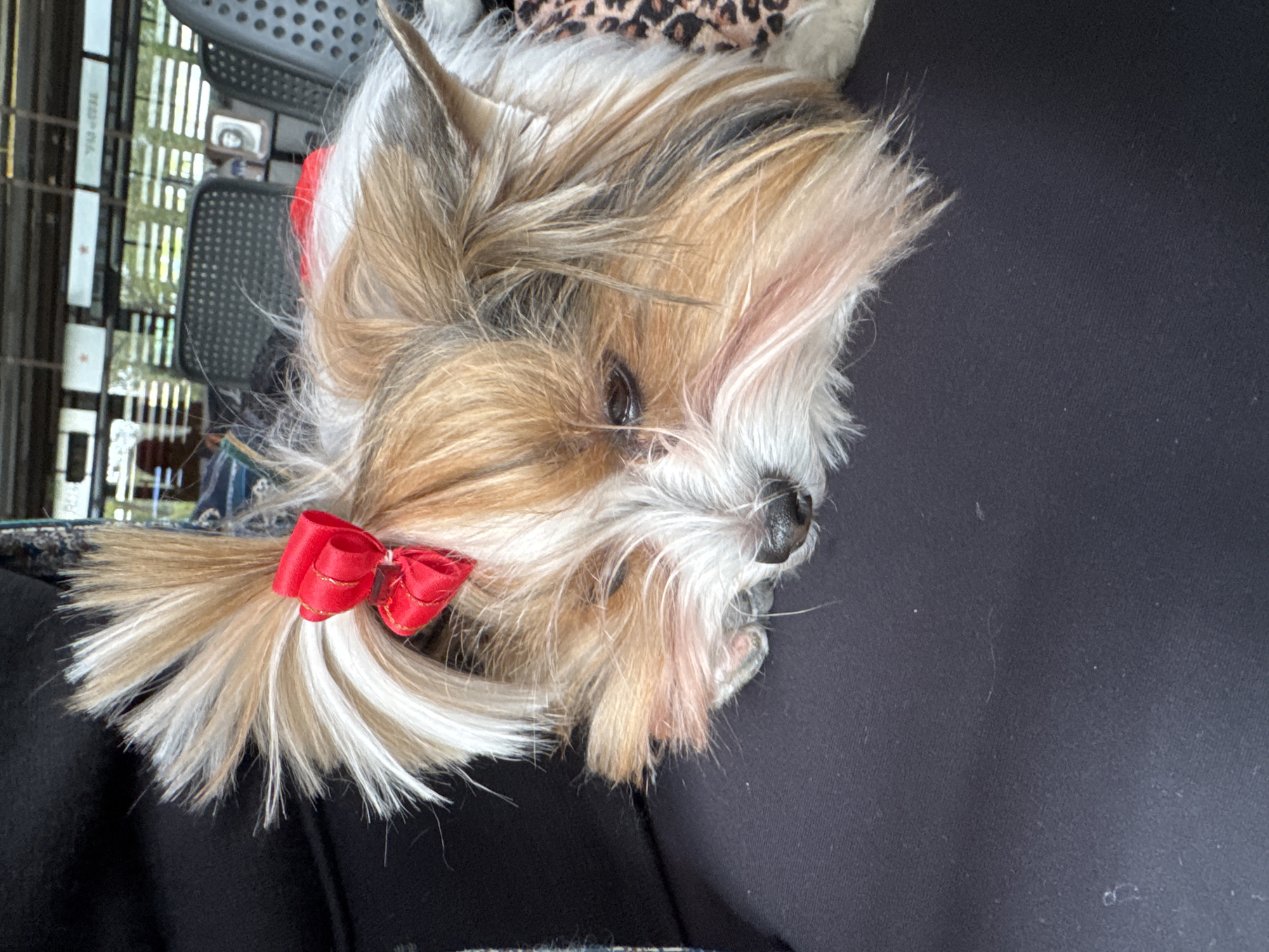 A close-up photograph shows a small dog with long, light-brown and white fur, lying on a dark-gray surface. The dog has a red ribbon tied around its fur, partially obscuring the left side of its face. The dog's nose is black and its eyes are dark. In the background, there's a blurred view of a grid-like structure, possibly a metal rack or chair. The background is not clearly identifiable. It is impossible to determine if the image was taken in Plovdiv, Bulgaria based on the visual data in the image.