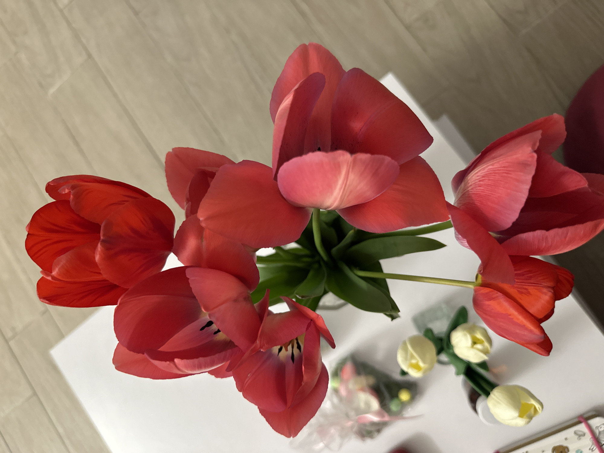 A high-angle shot depicts a bouquet of red tulips arranged in a vase on a white table. The table is positioned on a light-colored wooden floor. Adjacent to the red tulips are three white tulips in a separate container, along with a wrapped gift or candy. The scene is well-lit. There is no indication in the image that can connect it to the city of Sofia, Bulgaria. There are no people visible.