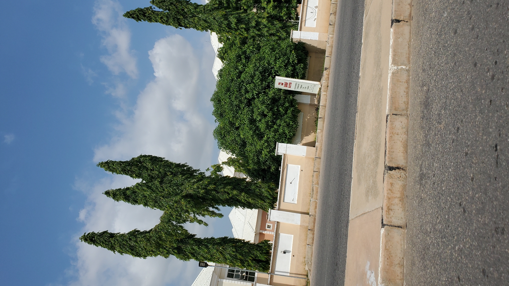 The image captures a street view in Jalingo, Nigeria, featuring a low-rise building with white roofs, interspersed with lush green trees. The most prominent features are several tall, slender cypress trees forming a distinctive "M" shape against a bright blue sky dotted with white clouds. A beige and white wall runs along the property line, with a paved sidewalk and a road in the foreground. A white signpost with text and a logo is visible near the large, bushy tree. The overall scene suggests a well-maintained residential or commercial area.