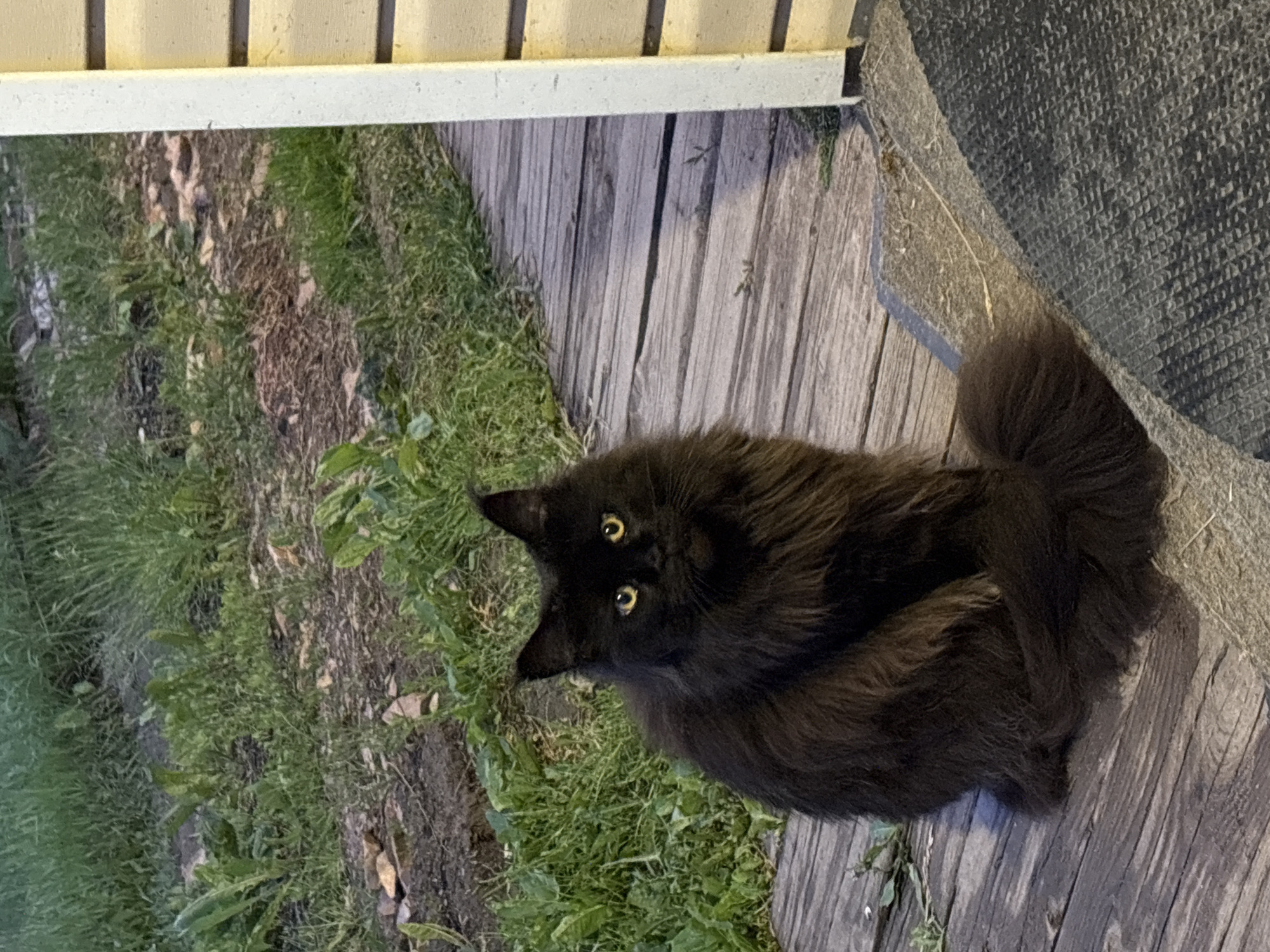 A long-haired black cat with yellow eyes sits on a wooden boardwalk. The boardwalk is weathered and runs parallel to a patch of green grass and dirt. To the right of the boardwalk is a house with light-colored siding. The cat is positioned in the center of the frame, facing the viewer.