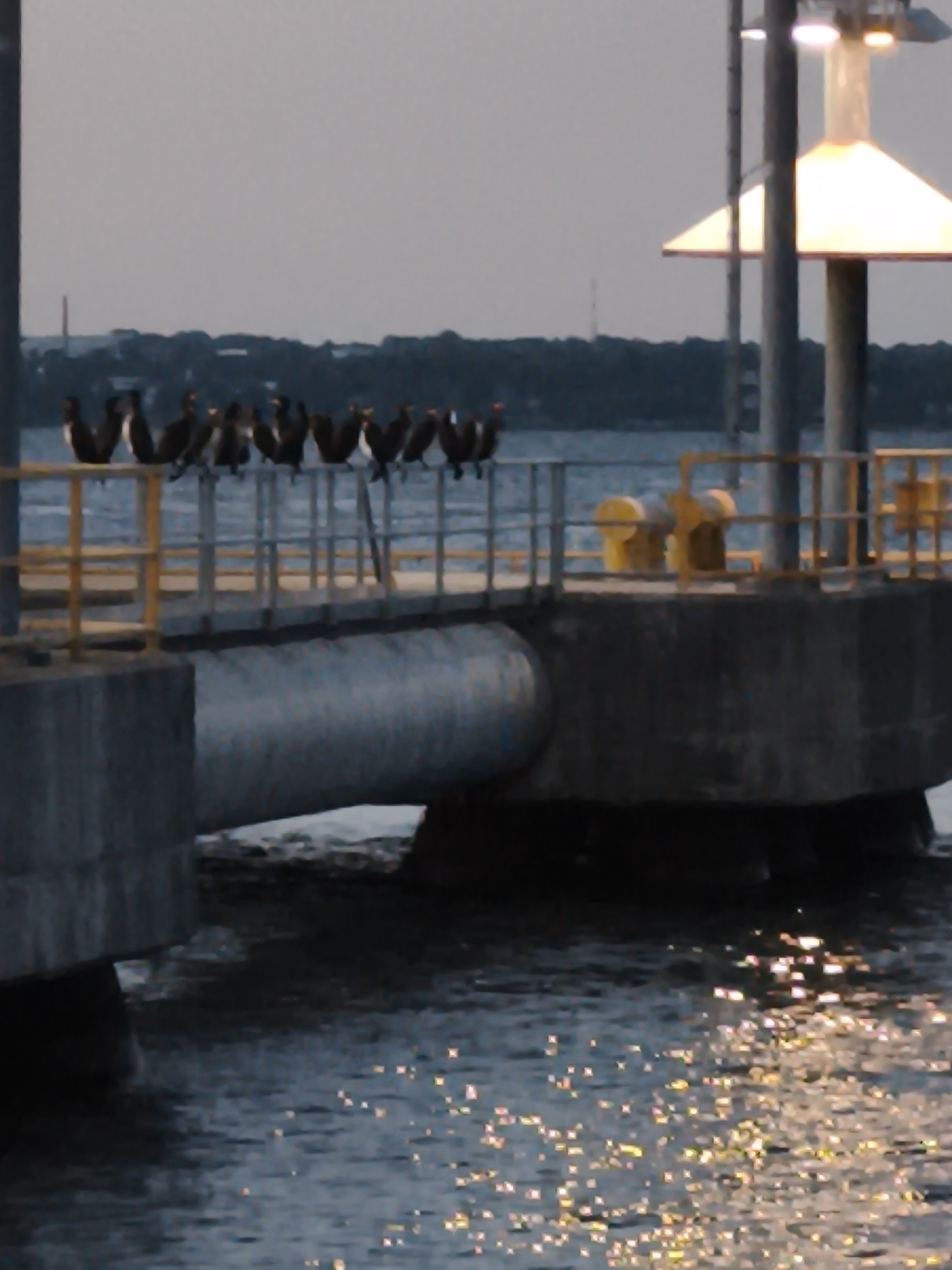 The image depicts a pier with several birds perched on its railing. The birds are dark in color, appearing to be cormorants or similar species. They are lined up along a yellow railing that runs across the pier. In the background, a body of water is visible, with the sky above appearing overcast. The pier itself is made of concrete, with a large pipe extending from it and submerged partially in the water. Two yellow bollards, used for mooring boats, are also visible on the pier. The scene is captured in a low-light setting, suggesting it might be early morning or late evening. No people or any other identifiable elements of the city of Tallinn are present in this image.