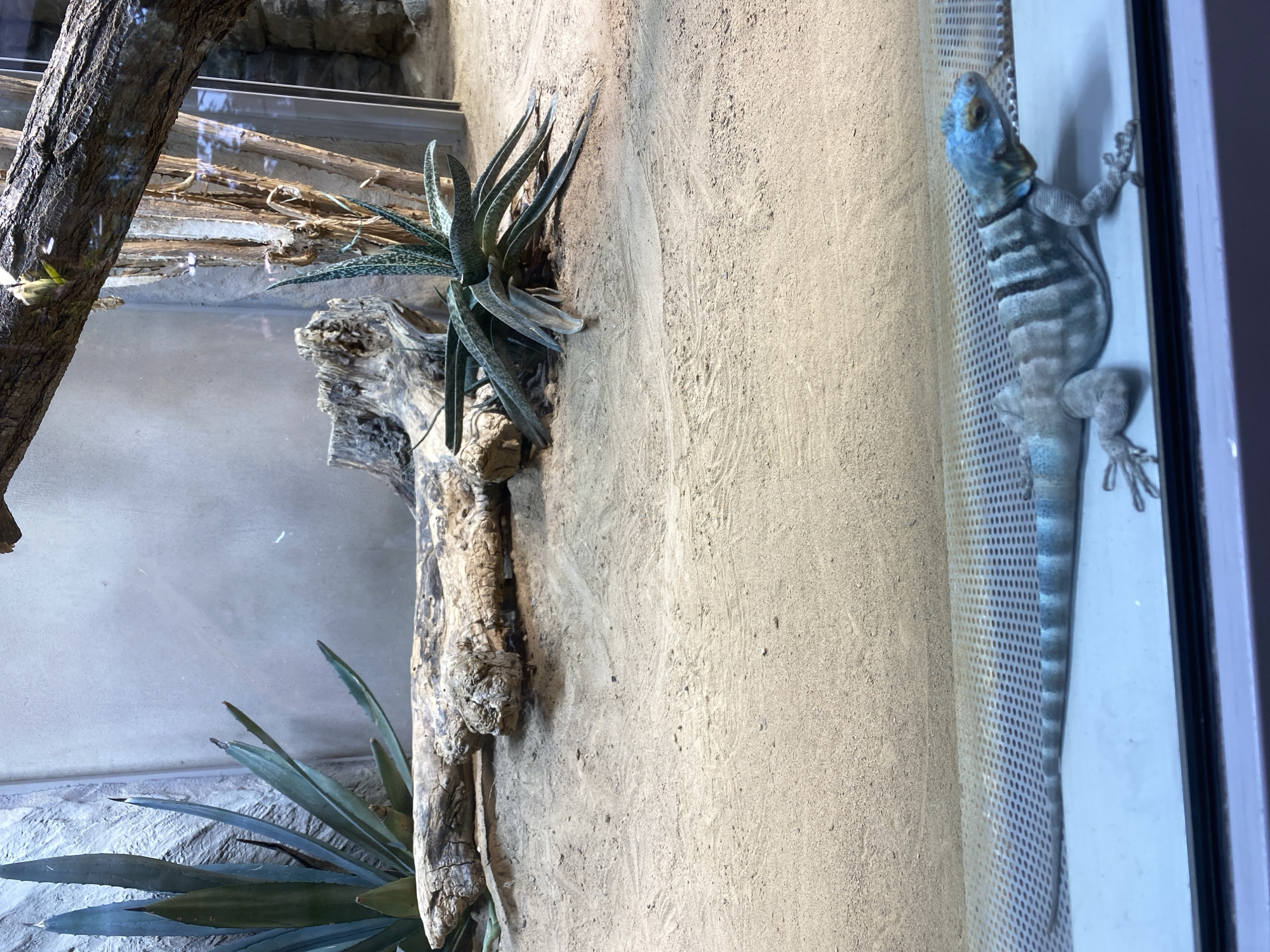 The image shows a desert terrarium enclosure, likely within a zoo or educational facility. In the foreground, a lizard with blue and grey striped coloring is resting on a white surface, positioned in front of a meshed grate. The lizard is facing to the right. In the background, the terrarium features a sandy substrate, a large piece of driftwood, and several desert-appropriate plants, including agave. The overall environment suggests a carefully constructed habitat designed to mimic a dry, arid climate. There is no indication of a specific location within the city of Neuwied, Germany; the image depicts a captive environment rather than an outdoor scene.