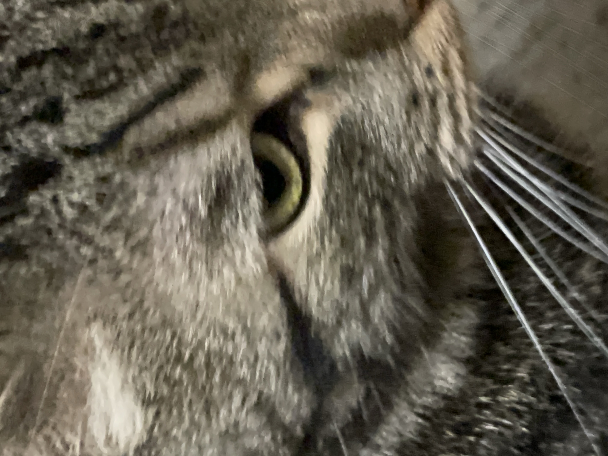 The image is a close-up, low-resolution photograph of a cat's face. The cat is a tabby with grey and brown stripes. Its eye is visible, with a green iris and a slit pupil. The cat's whiskers are also prominent. The background is blurred and appears to be indoors, possibly a domestic setting. The image does not contain any identifiable landmarks or clues that would allow for its location to be specified within Cherkasy, Ukraine.