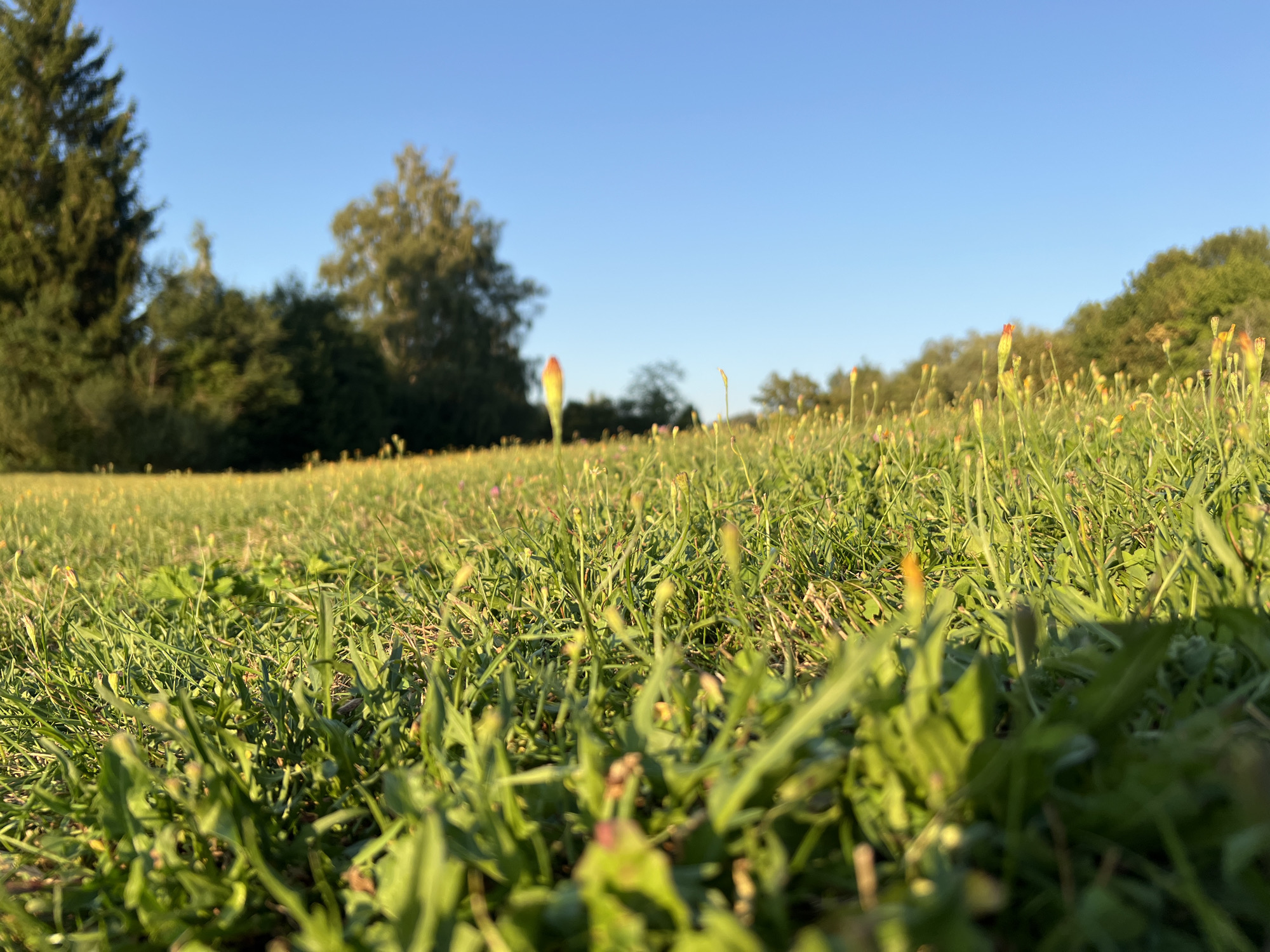 A low-angle shot captures a sunlit meadow in Immenstadt im Allgäu, Germany. The foreground is dominated by lush green grass, with several small, budding flowers in shades of yellow and orange scattered throughout. In the middle ground, a few taller stalks with red and yellow buds stand out. The background features a line of trees, including a tall evergreen on the left and deciduous trees further to the right, all bathed in warm sunlight. The sky above is a clear, bright blue, indicating fair weather. There are no people or animals visible in the scene.