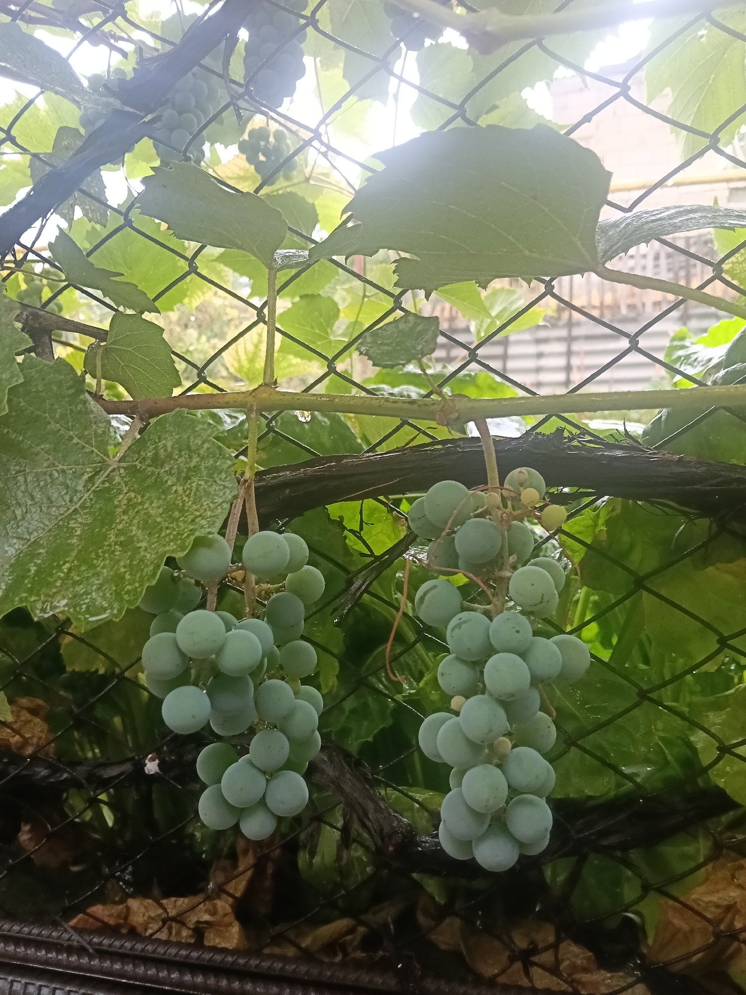The image shows two clusters of unripe green grapes hanging from a vine, partially obscured by a black mesh fence. The grapes are round and clustered together on stems. The vine has large green leaves, some of which appear wet, suggesting recent rain. The background is blurred, showing more greenery and what appears to be a building or fence. The image is taken from a low angle, looking up at the grapes. The lighting is somewhat diffused, possibly due to an overcast sky. The context provided suggests this scene is located in the city of Rybnitsa, Moldova, likely in a backyard or garden setting where grapevines are cultivated.