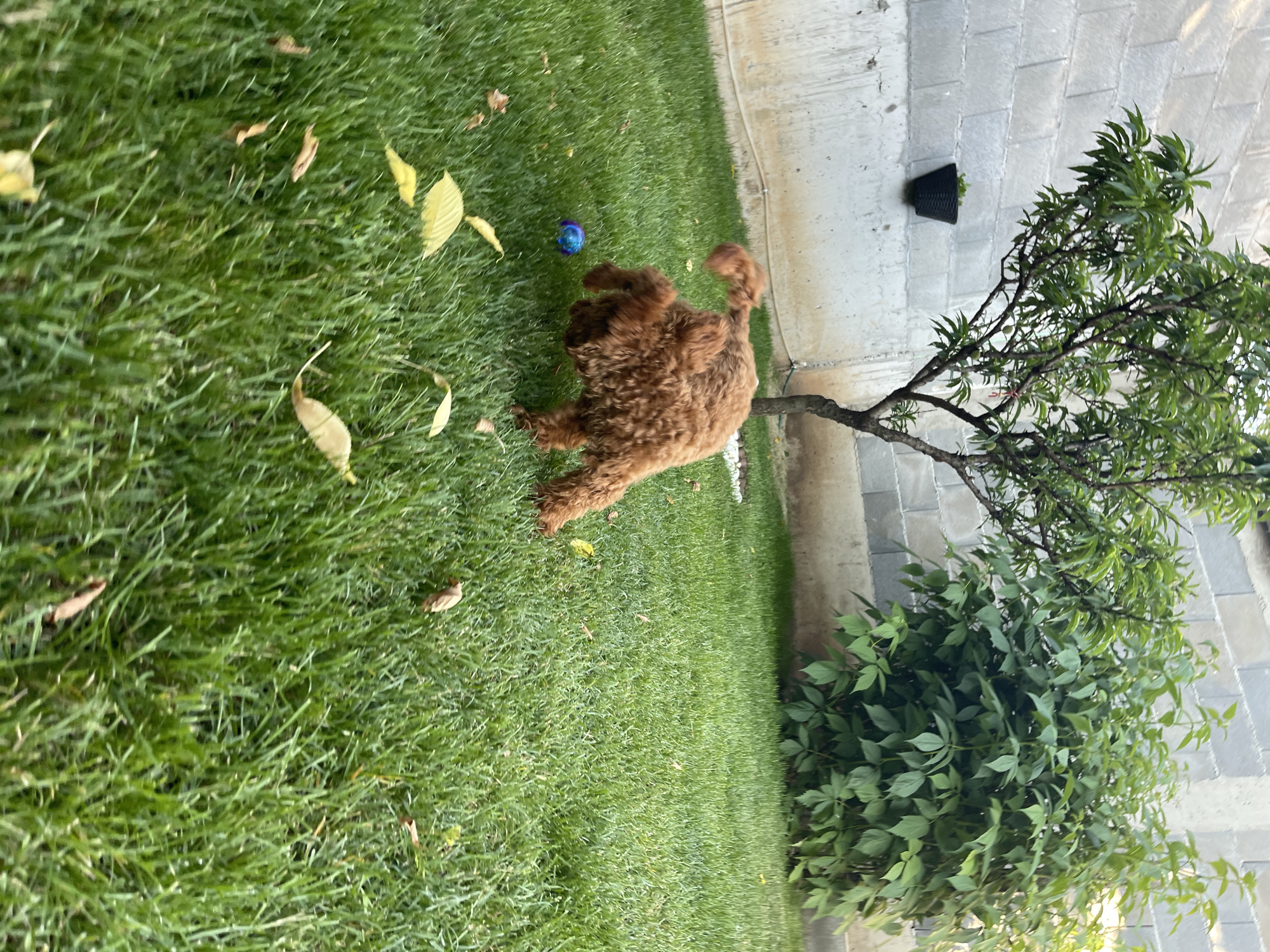 An auburn-colored dog is playing with a blue ball on a bright green lawn. The dog is mid-motion, appearing to be about to pounce or retrieve the ball. Scattered yellow and brown leaves are visible on the grass. In the background, a concrete block wall runs horizontally across the image. To the left of the wall, a small tree with green leaves and some small green fruits is planted. To the right of this tree, a large, dense green bush is situated against the wall. The lighting suggests it is daytime, possibly late afternoon due to the shadows. This scene is located in Sofia, Bulgaria, likely in a residential backyard or park area.