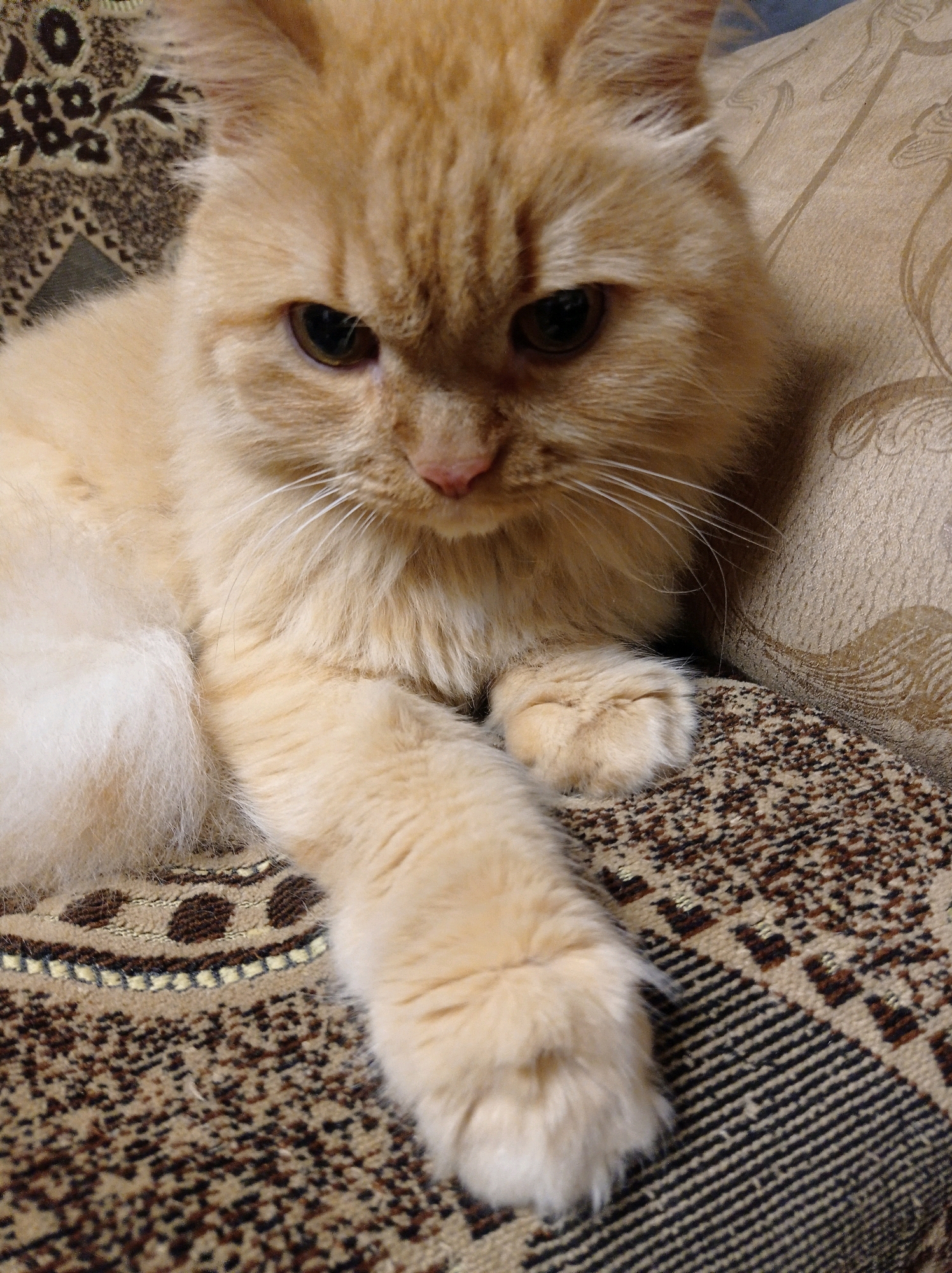 A close-up shot captures a fluffy, light orange cat resting on a patterned fabric surface, likely a couch or blanket. The cat is positioned facing the viewer, with its head slightly tilted down. Its fur appears soft and dense, with prominent white whiskers extending from its muzzle. The cat's eyes are a dark brown or green hue. The background fabric is a blend of brown, beige, and black patterns, creating a textured visual. There is no indication of the city of Degtyarsk, Russia, or any specific urban environment in this image. The scene is confined to the cat and its immediate surroundings.