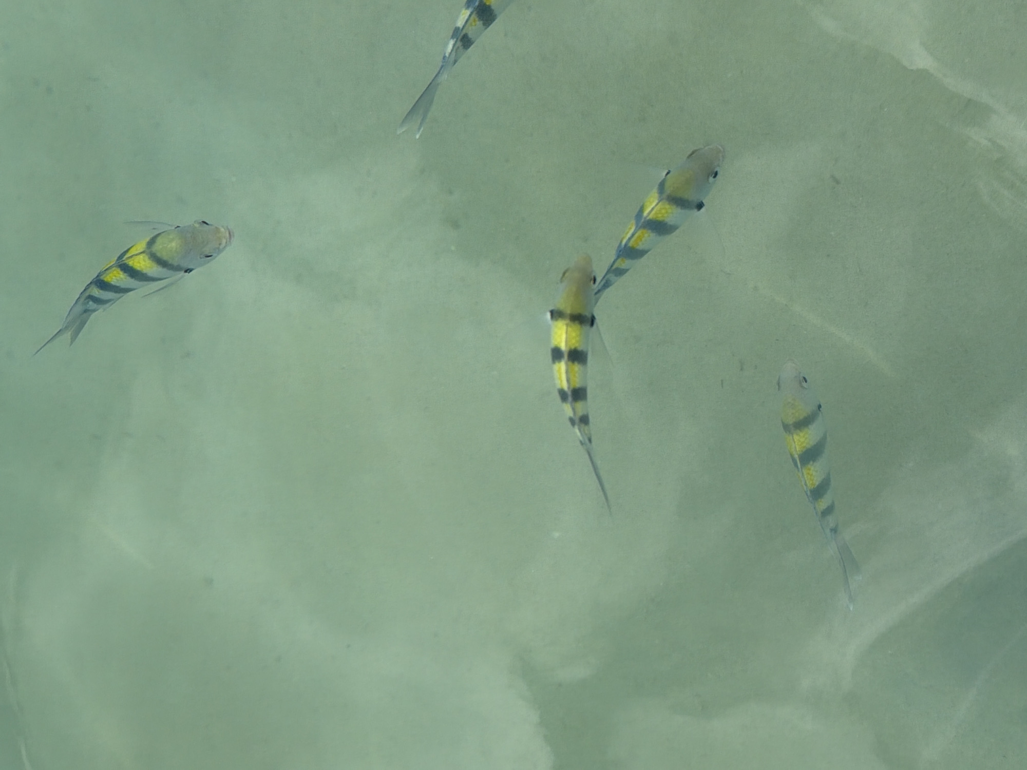 A school of three sergeant major fish swim in shallow, clear, green-tinted water. The fish have distinctive black and yellow stripes. One fish is in the upper right, heading down and to the left. Another is in the middle, swimming horizontally to the right. A third is in the lower left, swimming horizontally to the right. The water has sandy bottom visible in places, and reflections on the surface. The scene appears to be in a coastal area of Ko Samui District, Thailand.